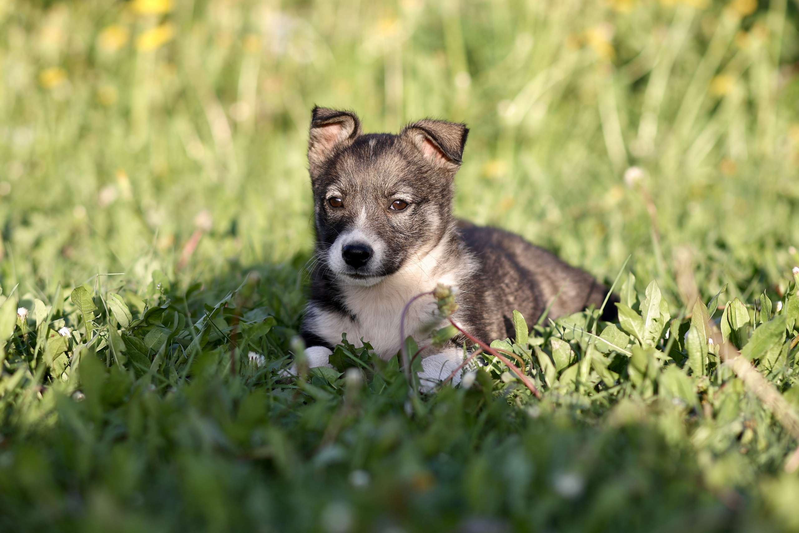Щенки. Фотограф 📸 семейный, предметный, репортажный