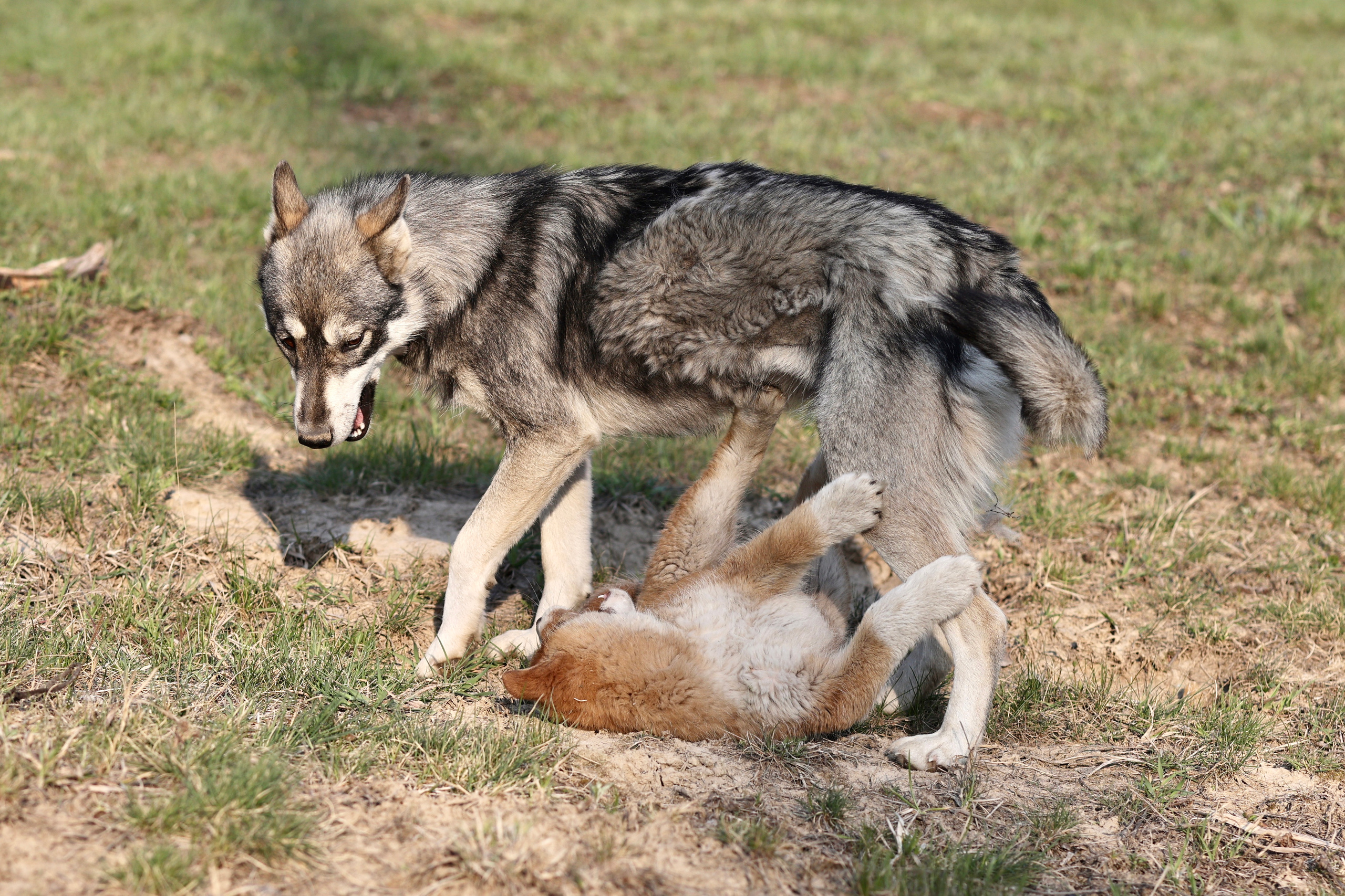 Щенки. Фотограф 📸 семейный, предметный, репортажный