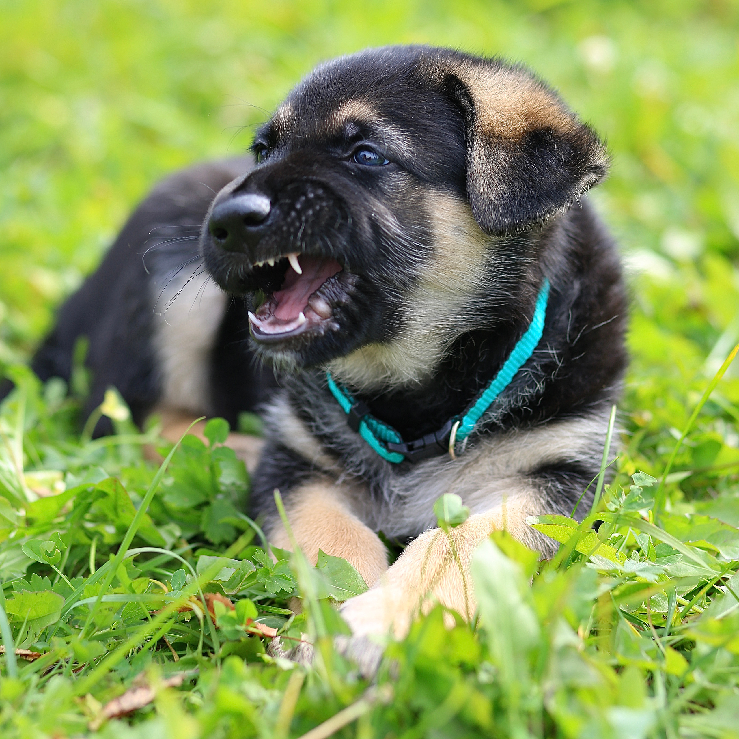 Щенки. Фотограф 📸 семейный, предметный, репортажный