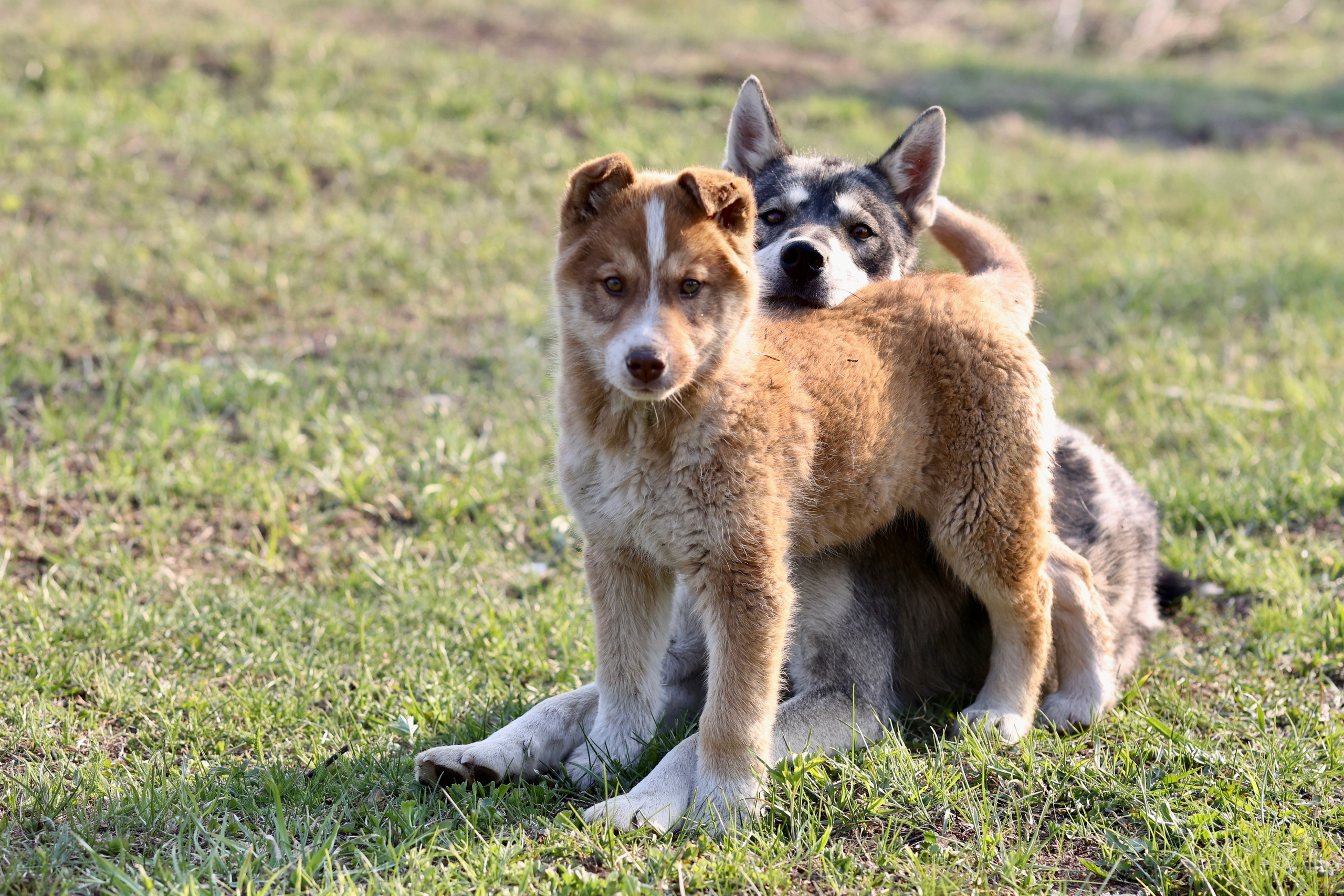 Щенки. Фотограф 📸 семейный, предметный, репортажный