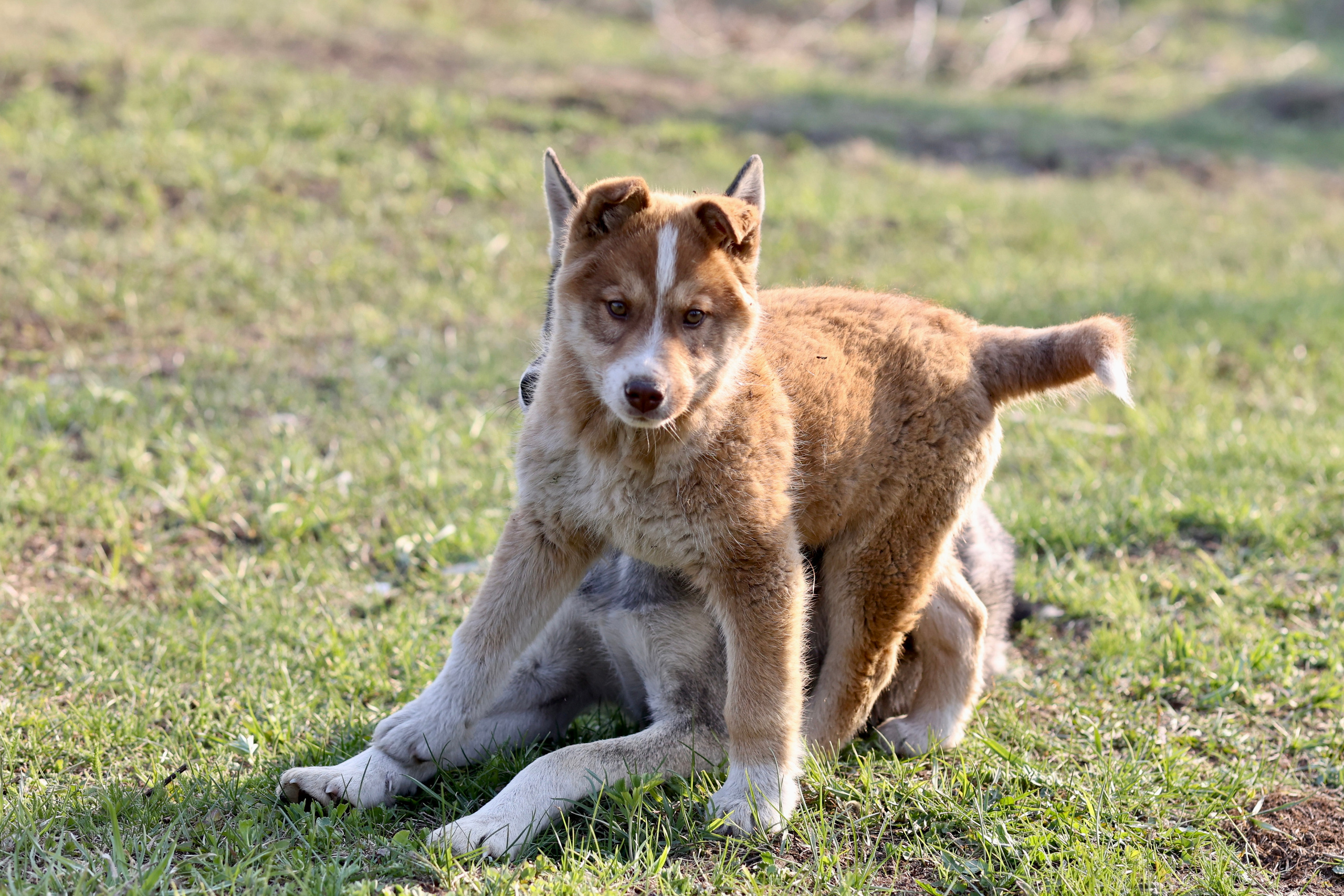 Щенки. Фотограф 📸 семейный, предметный, репортажный
