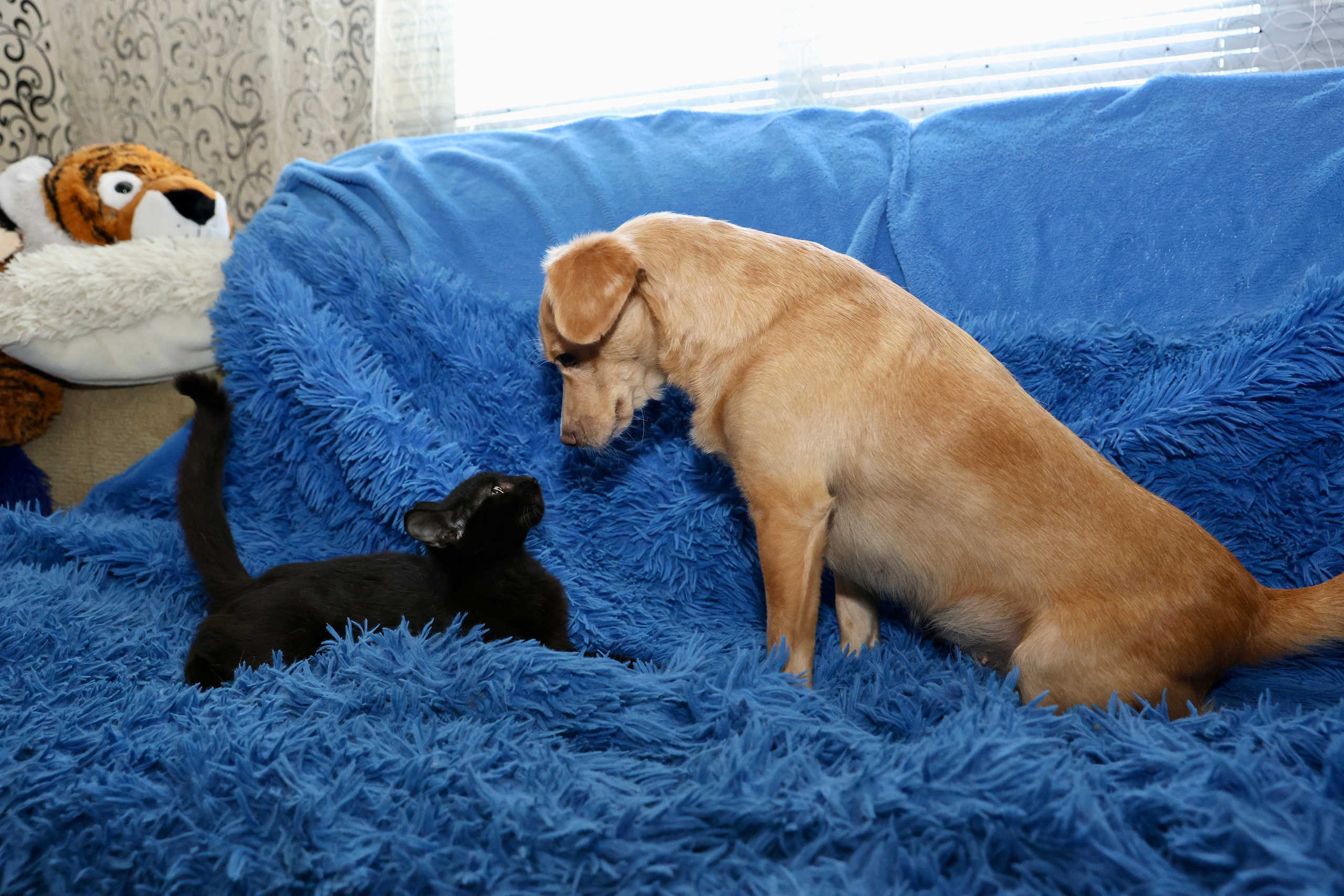 Щенки. Фотограф 📸 семейный, предметный, репортажный