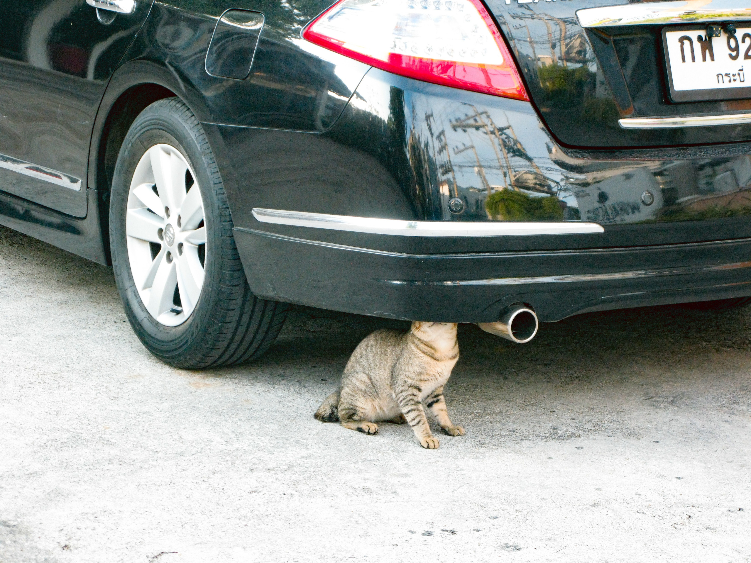 Thai. Фотограф Миланазавр