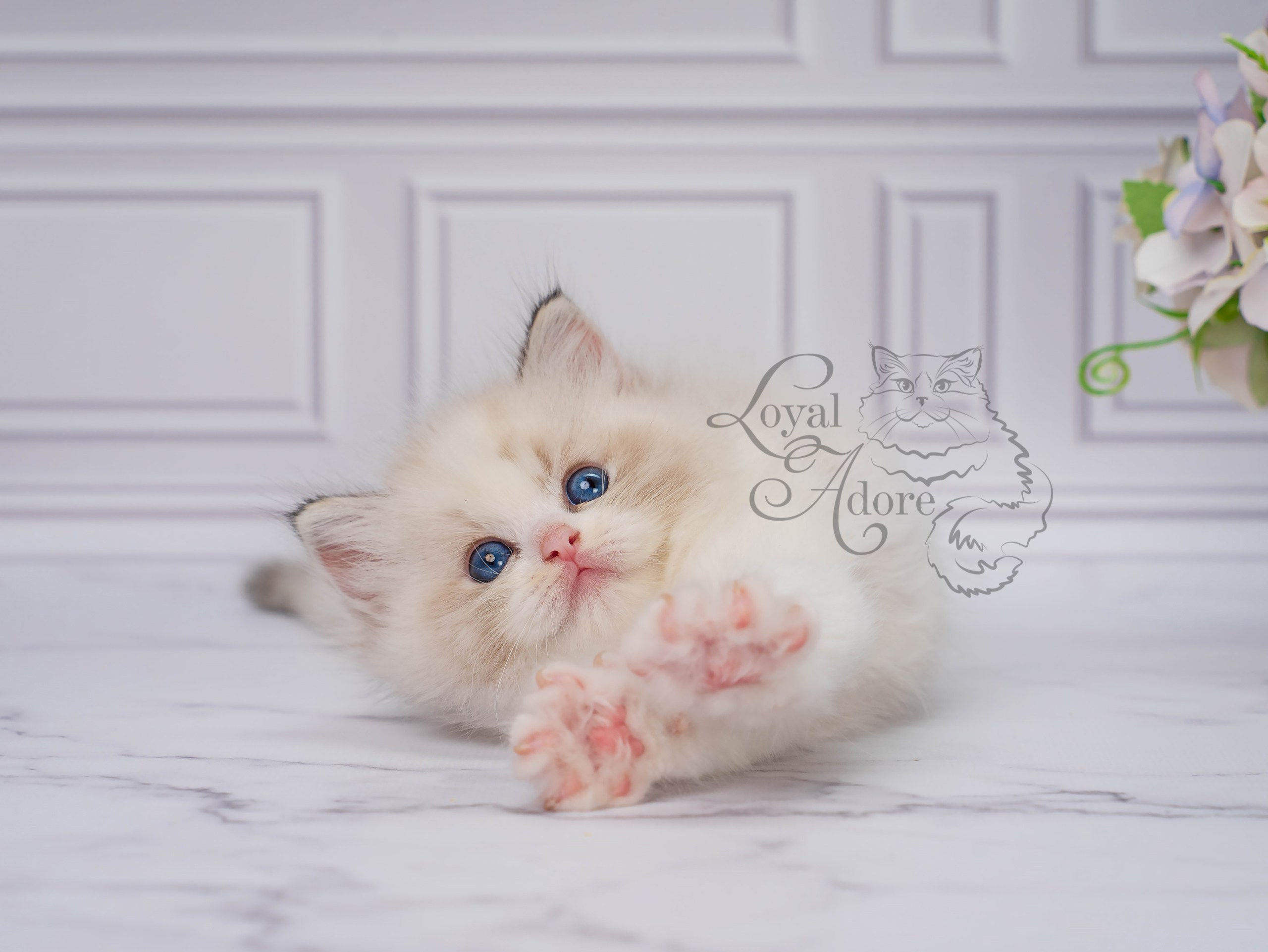 Котята рэгдолл от Loyal Adore. Питомник рэгдолл Loyal Adore