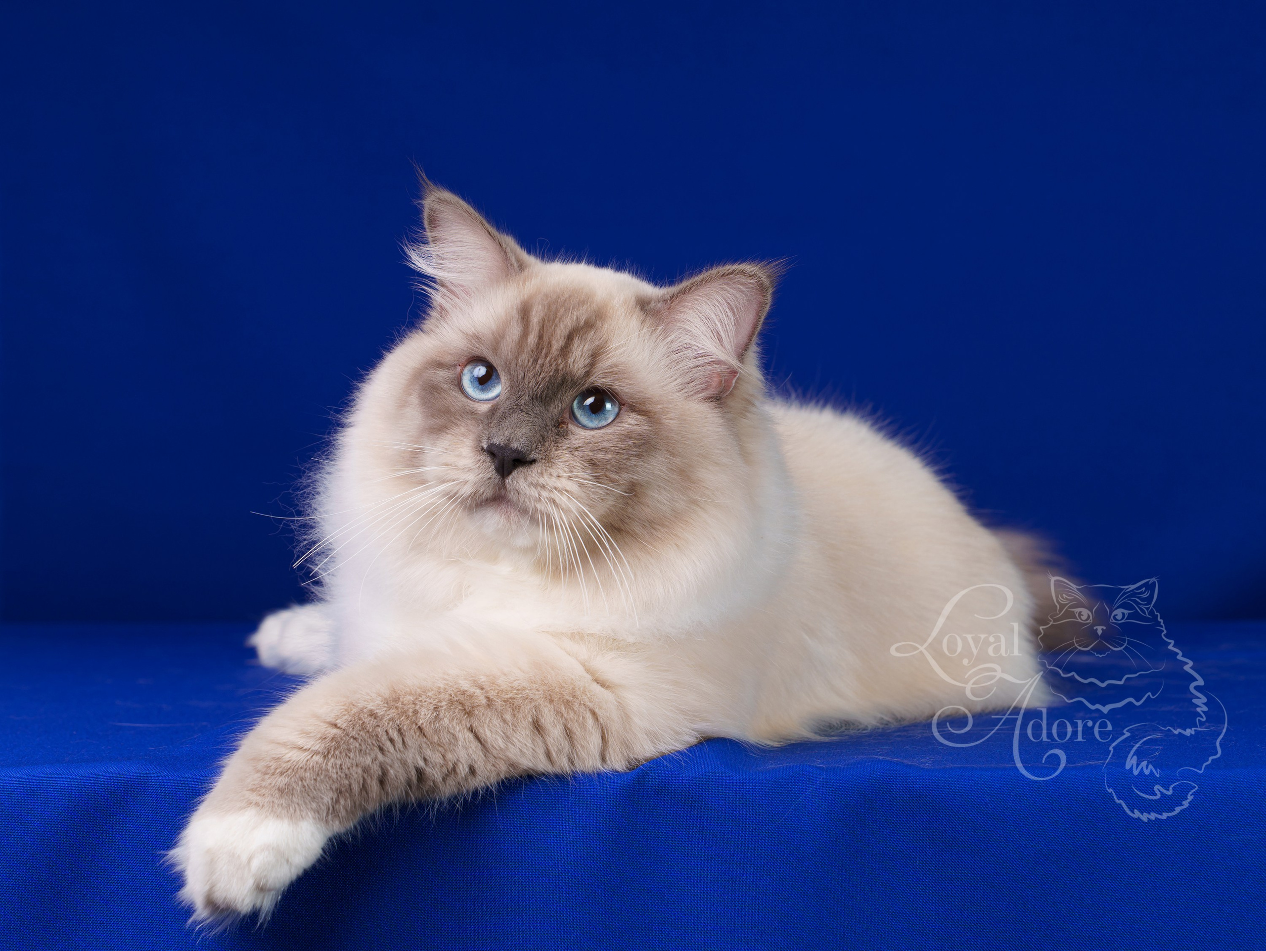 Коты производители Loyal Adore. Питомник рэгдолл Loyal Adore