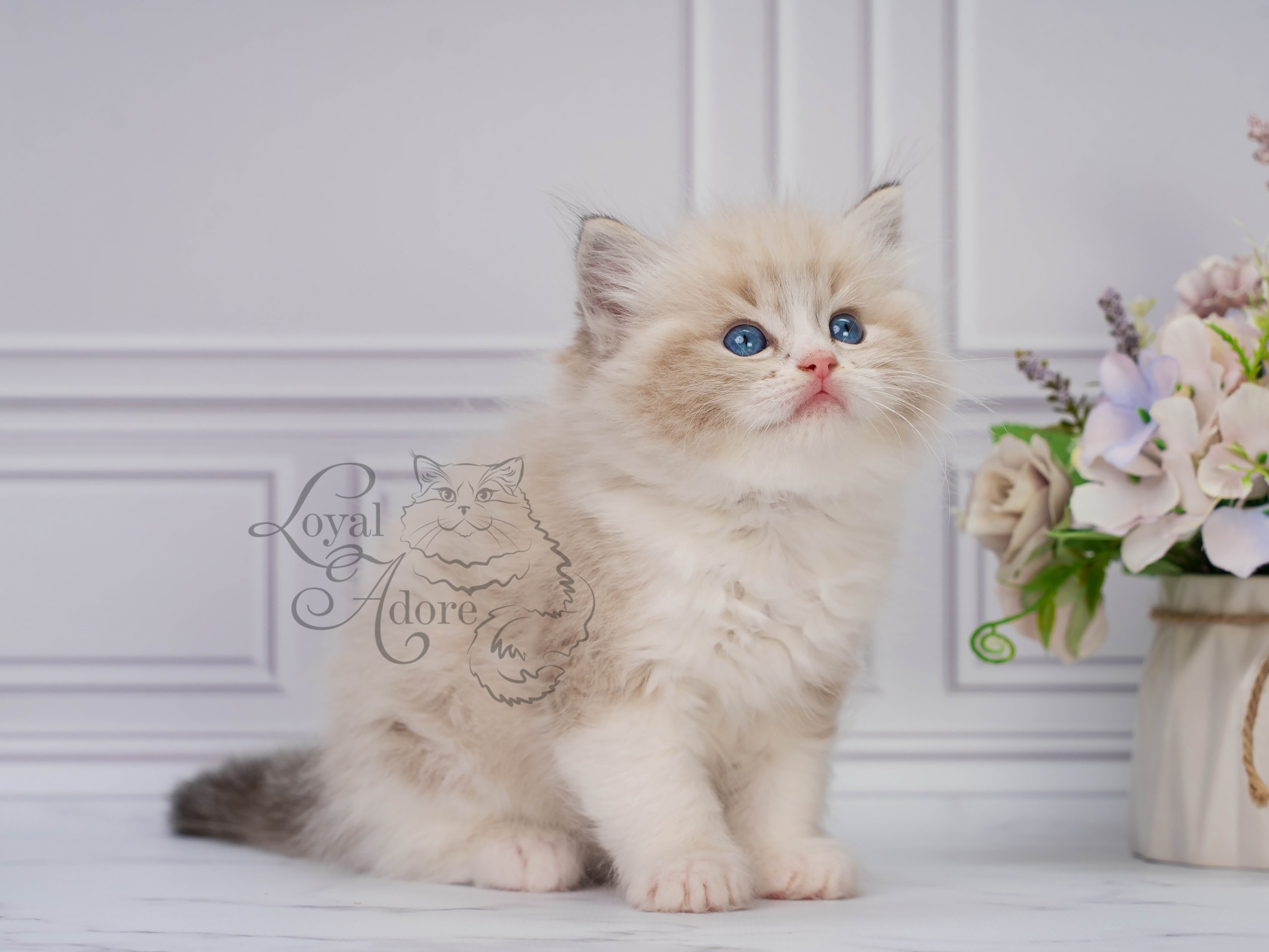 Котята рэгдолл от Loyal Adore. Питомник рэгдолл Loyal Adore