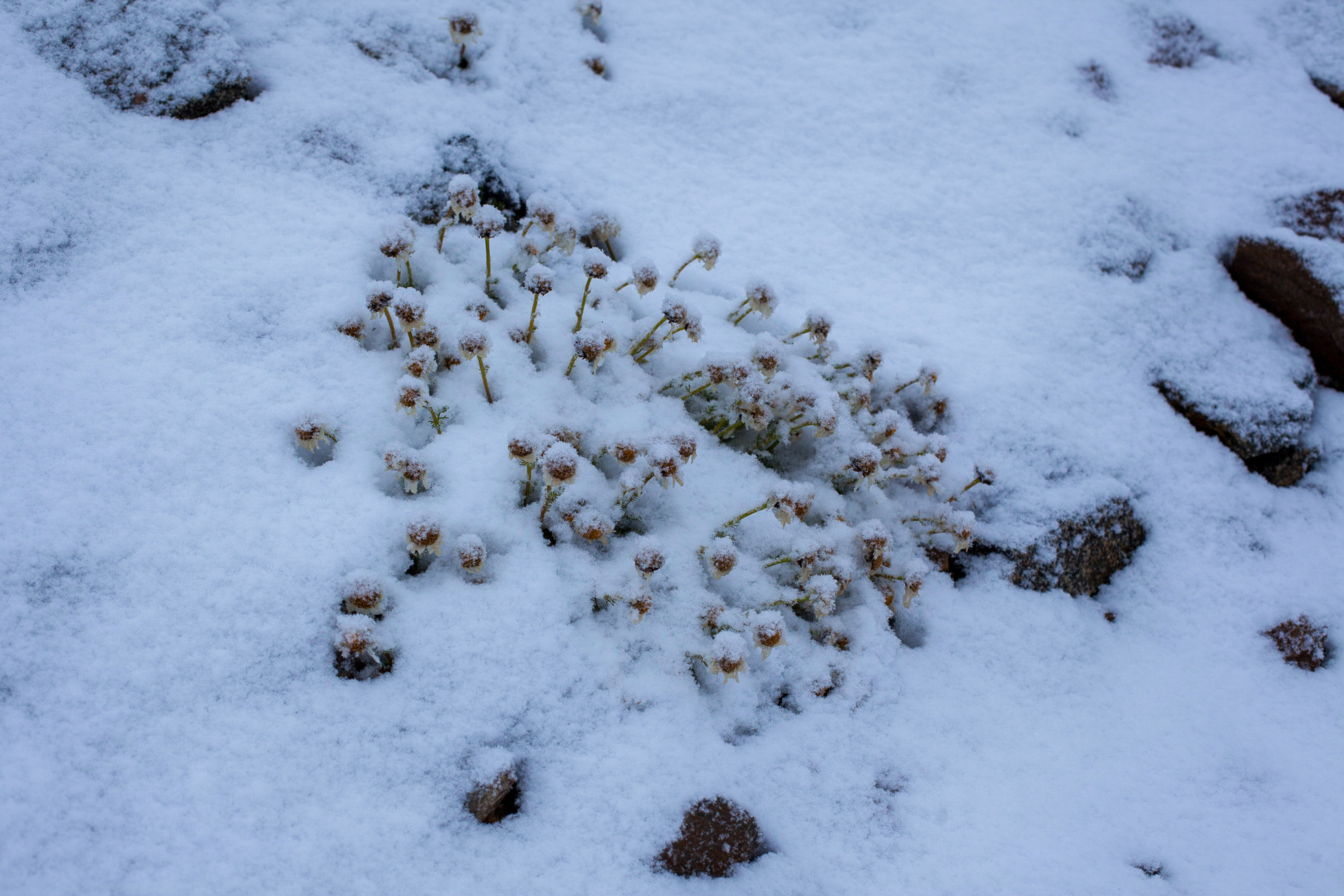 Эльбрус С Востока. Контент-фотограф Рязань/Москва/Санкт-Петербург/Сочи Елена Сазонтова