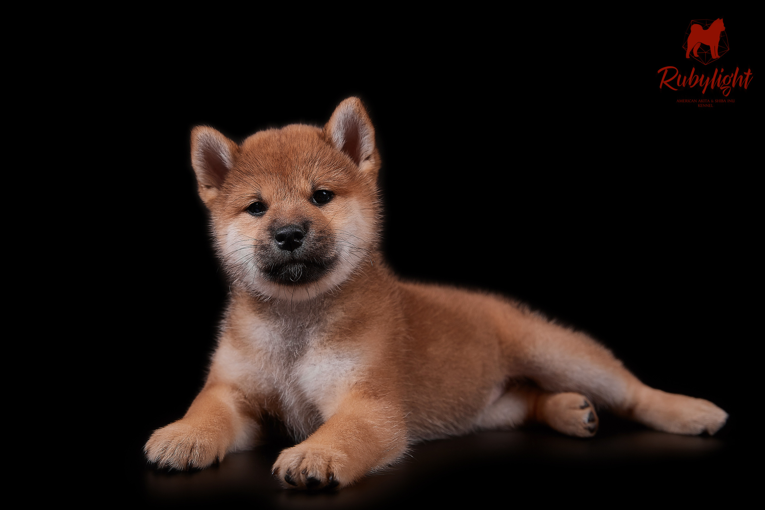 RUBYLIGHT DOLL * Долька (Отец: Хиро * HANDZIMEMESITE HIRO , Мать: Дэва * ZOLOTO PARTII DEVANA GODDESS OF HUNT) сиба