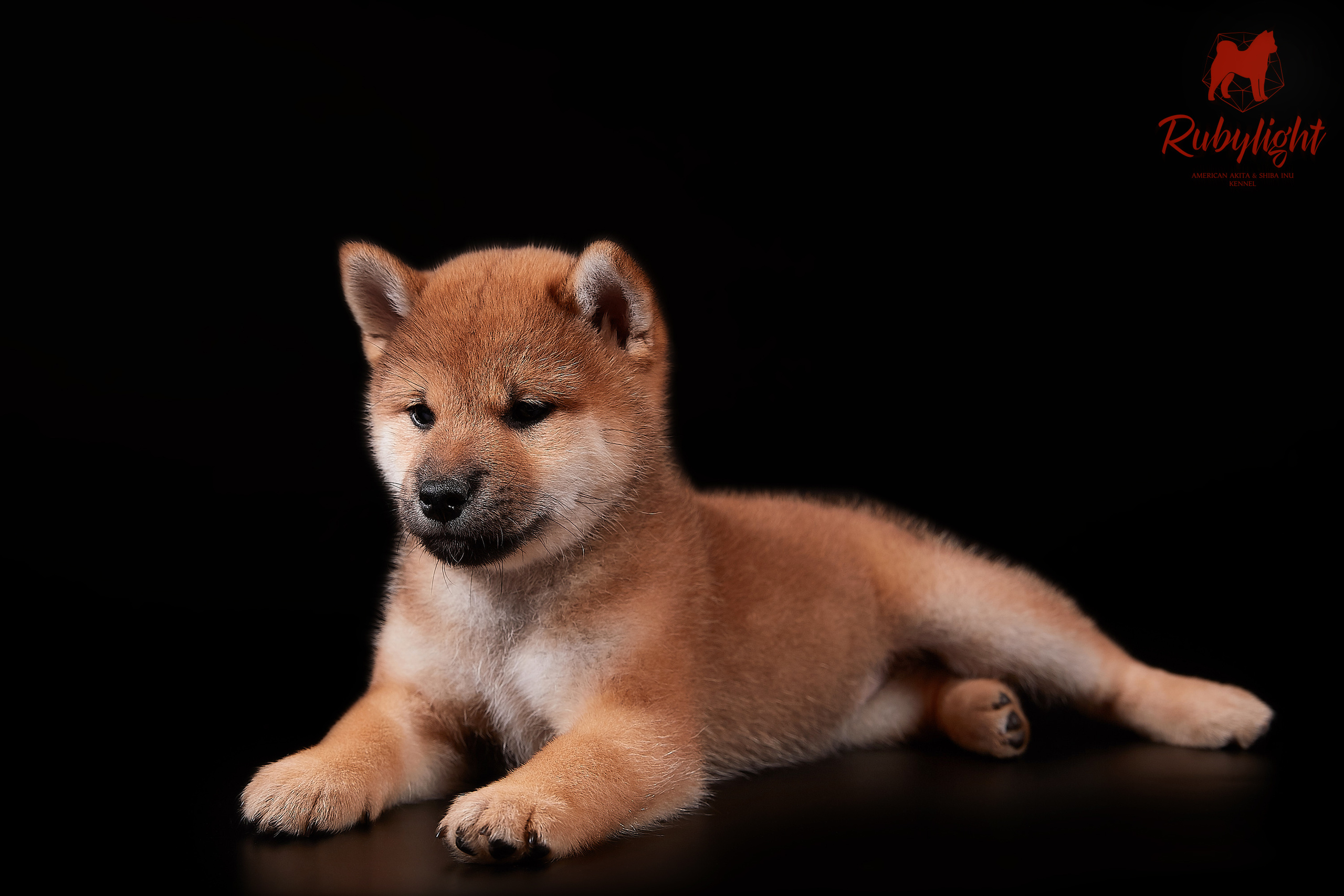 RUBYLIGHT DOLL * Долька (Отец: Хиро * HANDZIMEMESITE HIRO , Мать: Дэва * ZOLOTO PARTII DEVANA GODDESS OF HUNT) сиба