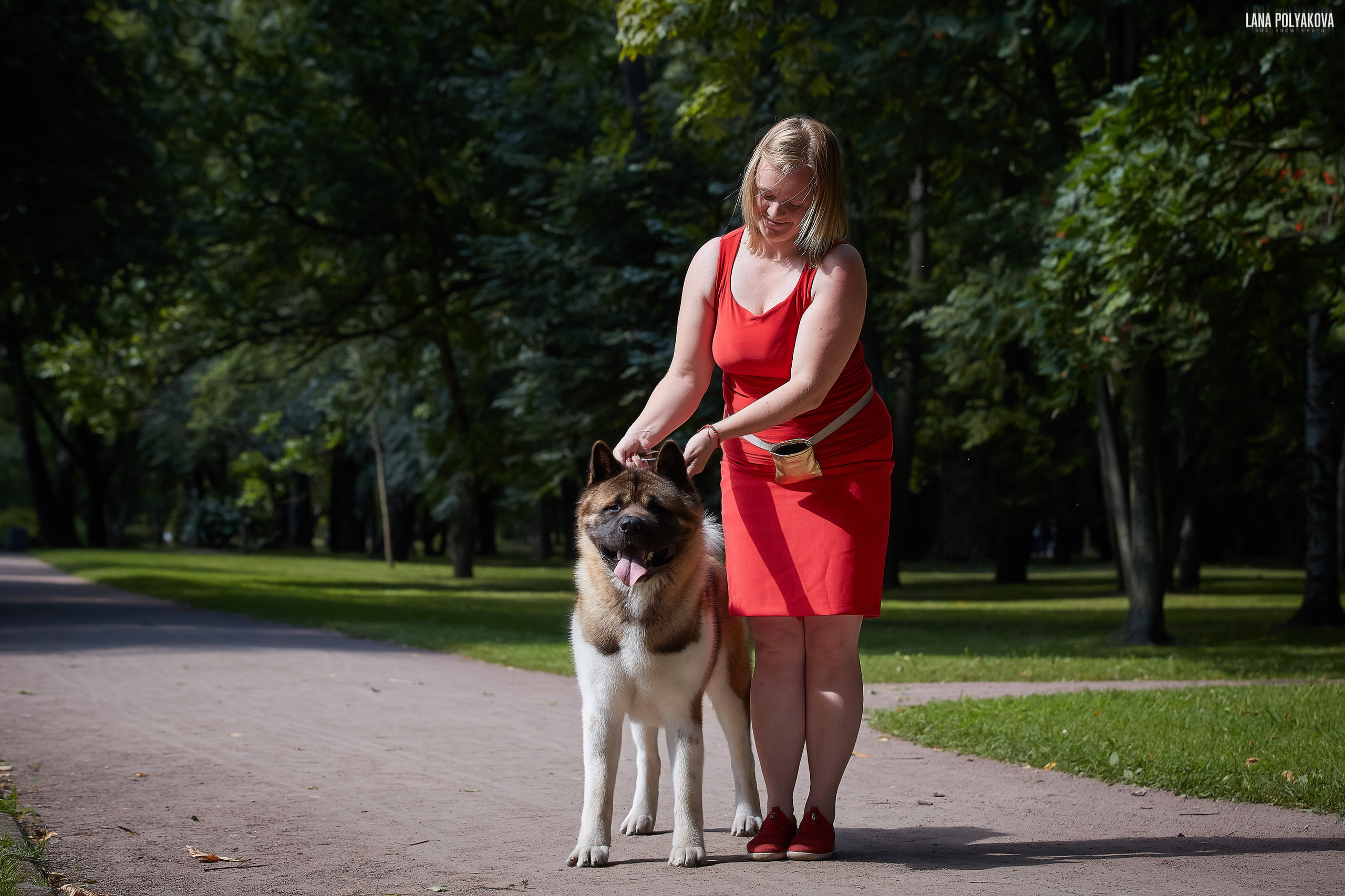 Американская акита питомник Санкт-Петербург. Gals *  IMAGINE DRAGON