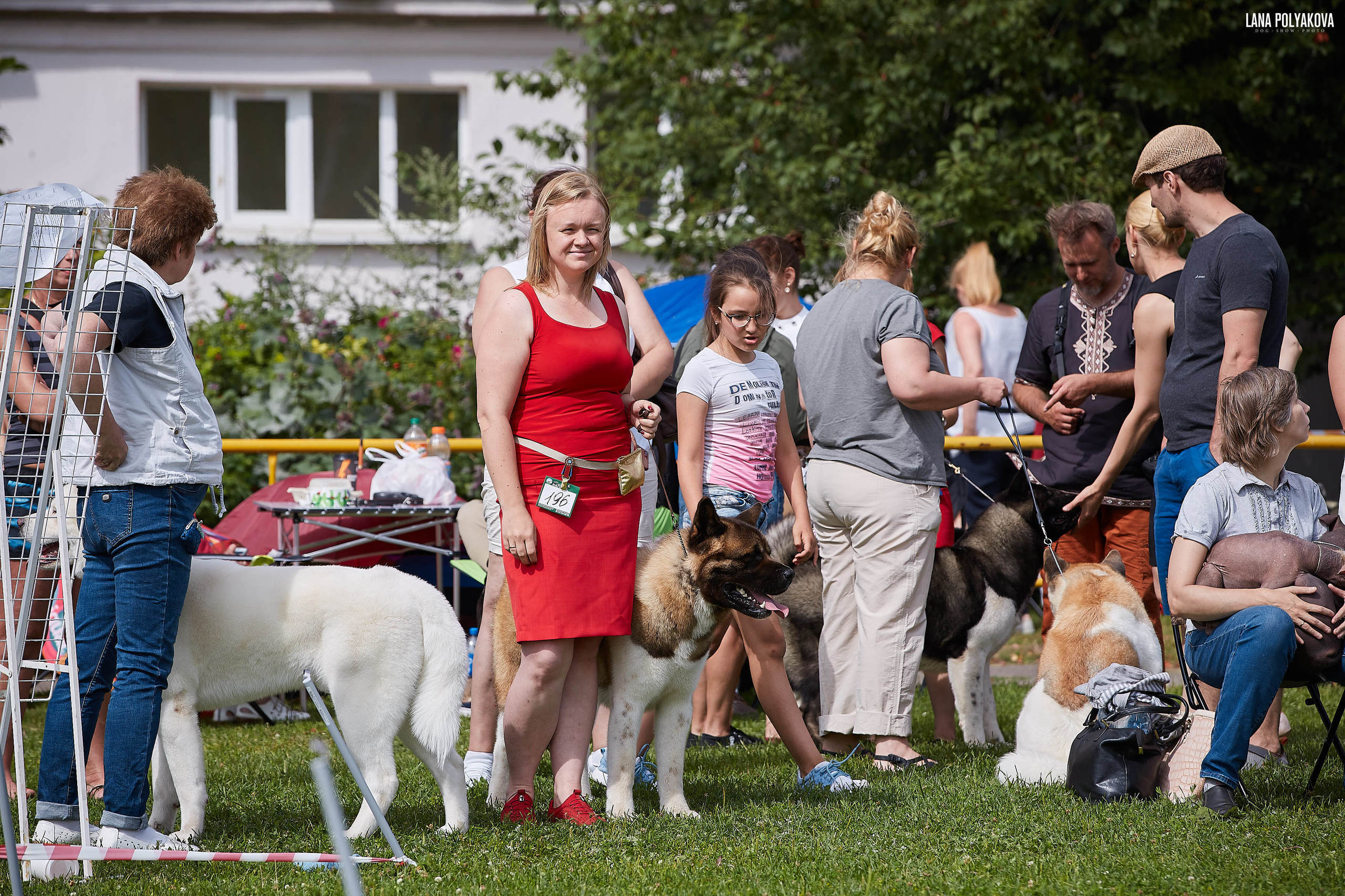 Американская акита питомник Санкт-Петербург. Gals *  IMAGINE DRAGON