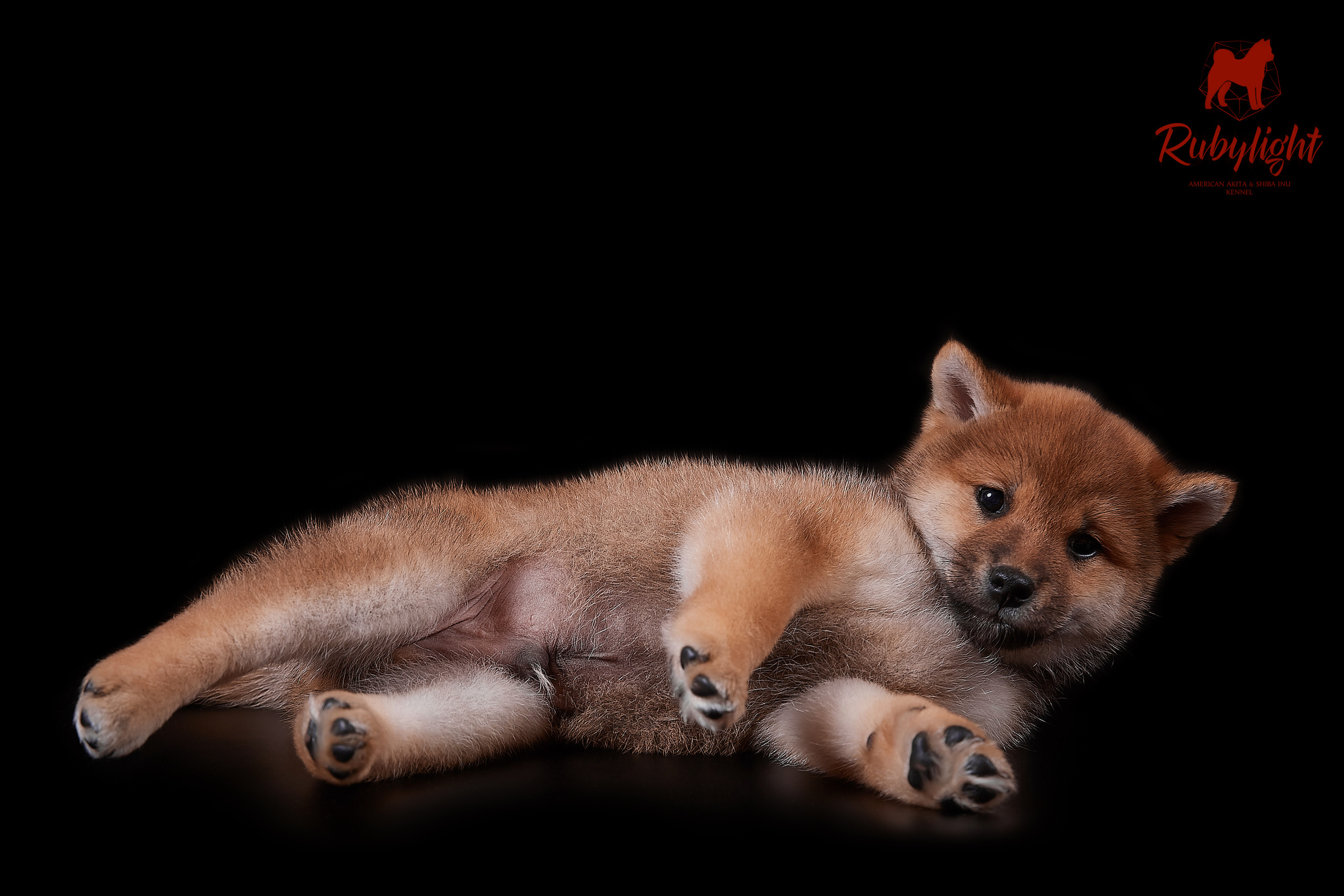 Щенки сиба-ину, помет «Д»: HANDZIMEMESITE HIRO и ZOLOTO PARTII DEVANA GODDESS OF HUNT