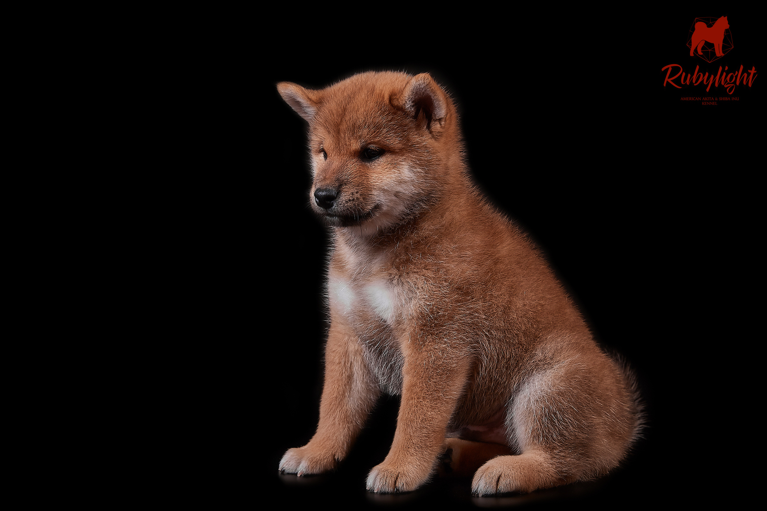 Щенки сиба-ину, помет «Д»: HANDZIMEMESITE HIRO и ZOLOTO PARTII DEVANA GODDESS OF HUNT