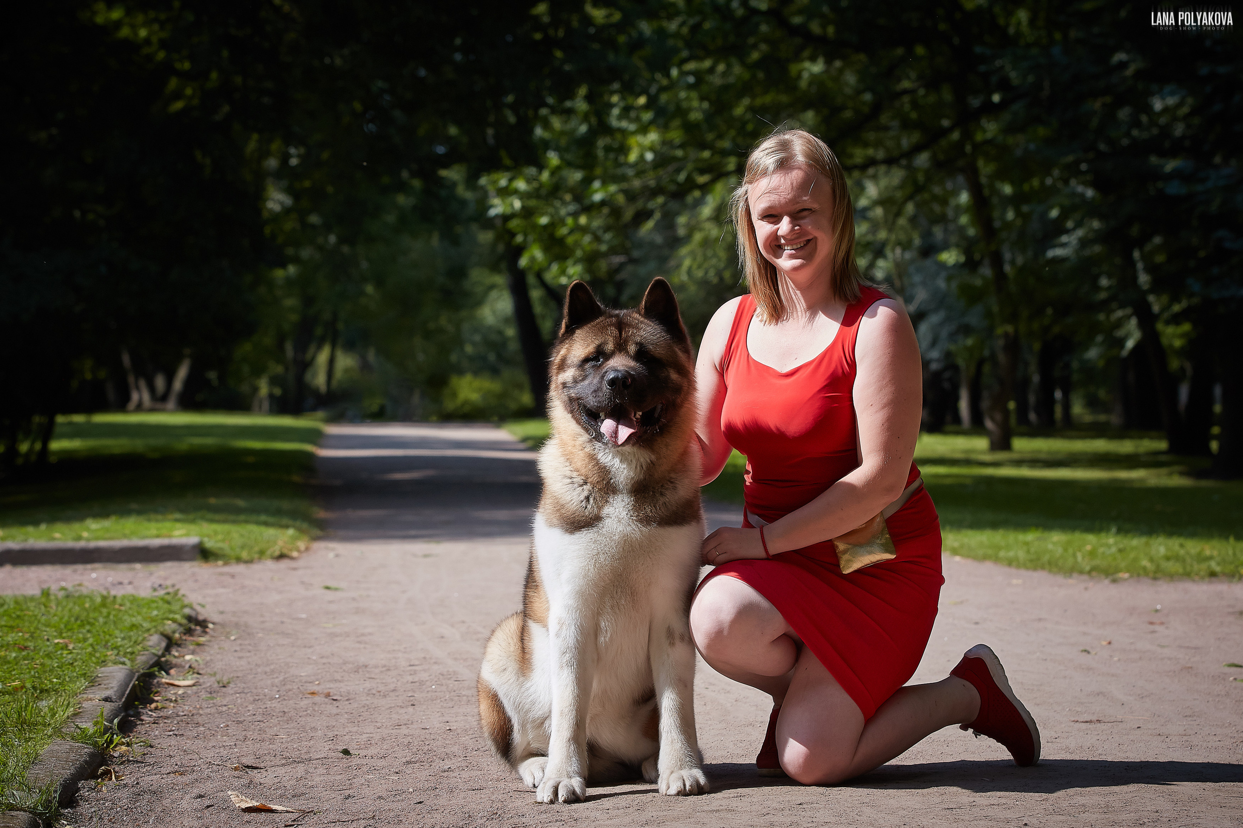 Американская акита питомник Санкт-Петербург. Gals *  IMAGINE DRAGON