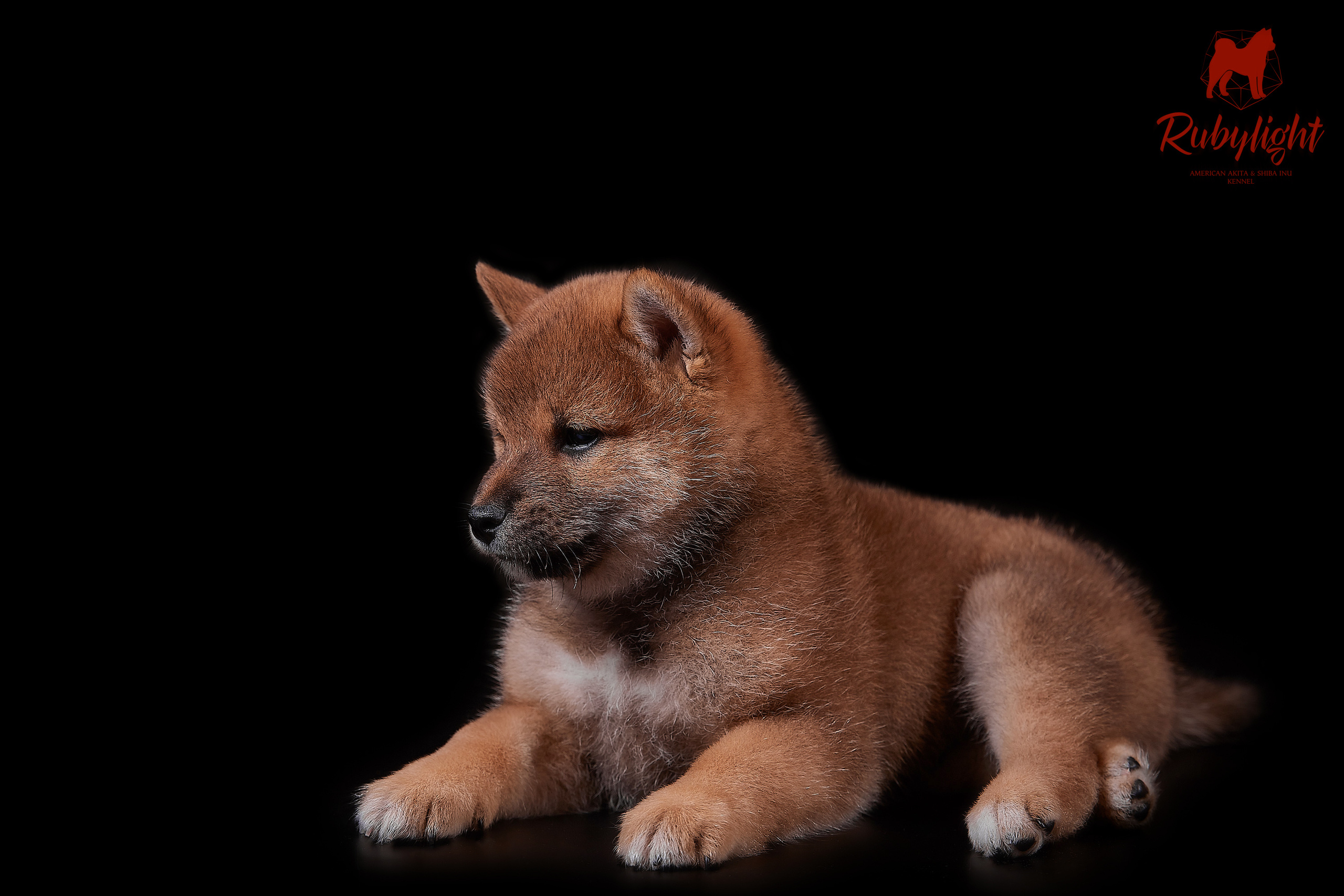 Щенки сиба-ину, помет «Д»: HANDZIMEMESITE HIRO и ZOLOTO PARTII DEVANA GODDESS OF HUNT