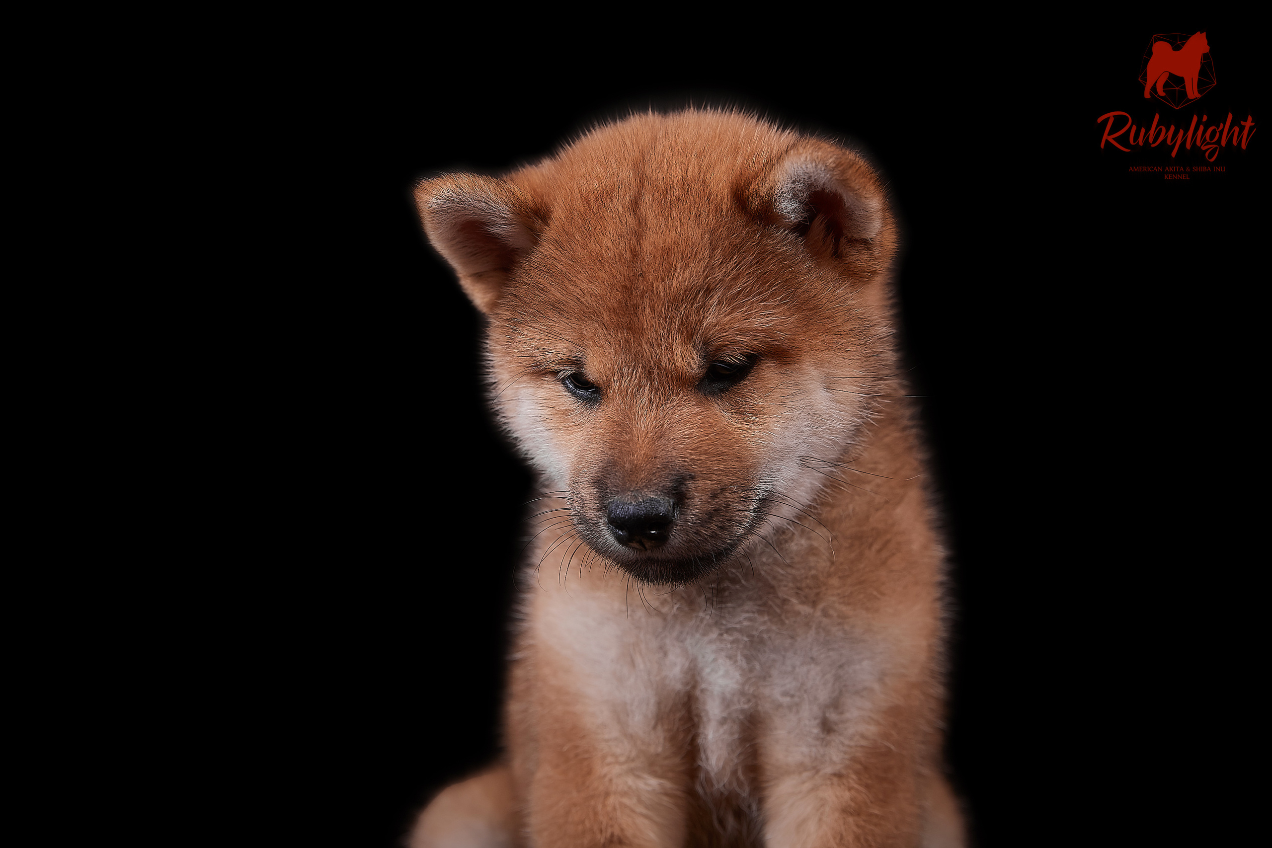 RUBYLIGHT DOLL * Долька (Отец: Хиро * HANDZIMEMESITE HIRO , Мать: Дэва * ZOLOTO PARTII DEVANA GODDESS OF HUNT) сиба