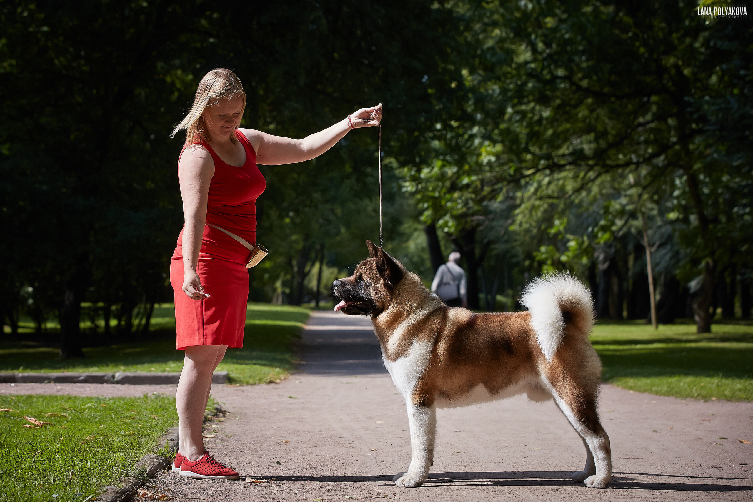 Американская акита питомник Санкт-Петербург. Gals *  IMAGINE DRAGON