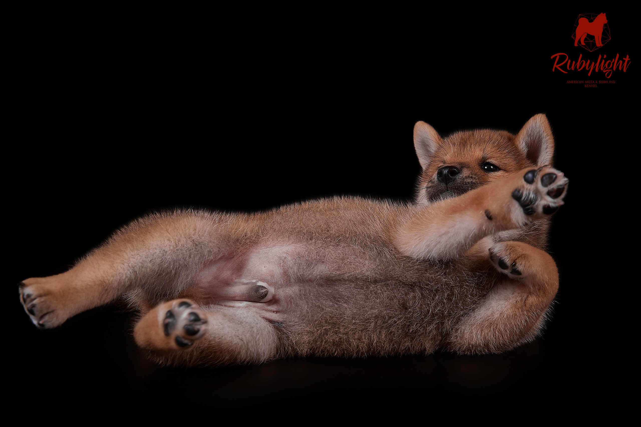 Щенки сиба-ину, помет «Д»: HANDZIMEMESITE HIRO и ZOLOTO PARTII DEVANA GODDESS OF HUNT