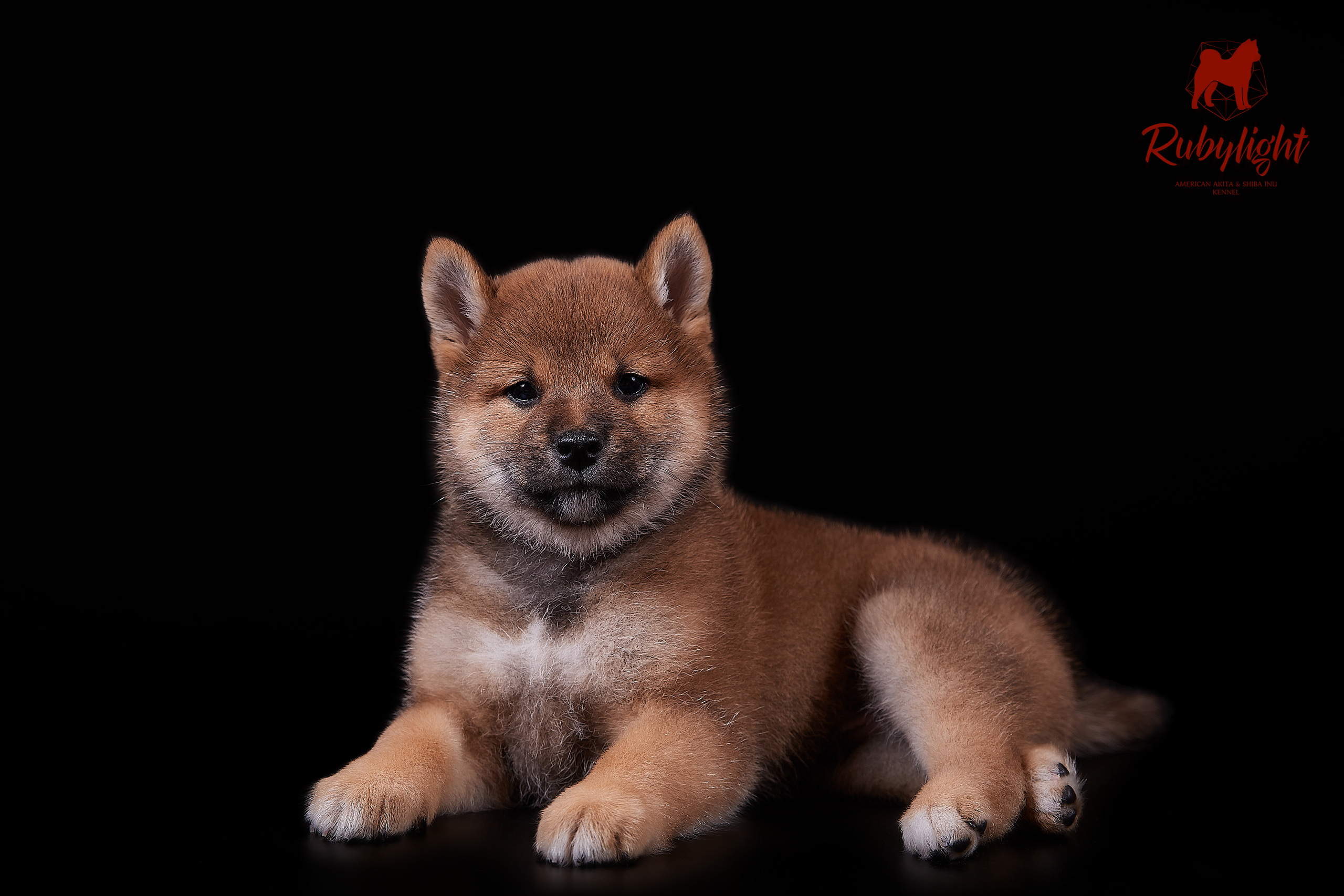 Щенки сиба-ину, помет «Д»: HANDZIMEMESITE HIRO и ZOLOTO PARTII DEVANA GODDESS OF HUNT