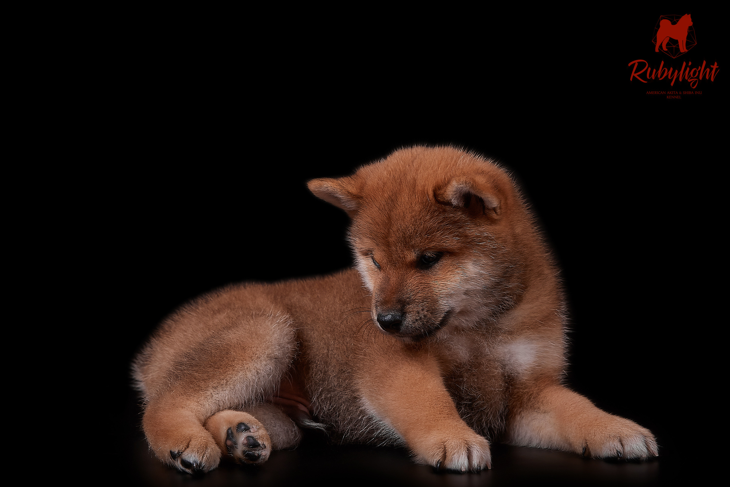 Щенки сиба-ину, помет «Д»: HANDZIMEMESITE HIRO и ZOLOTO PARTII DEVANA GODDESS OF HUNT