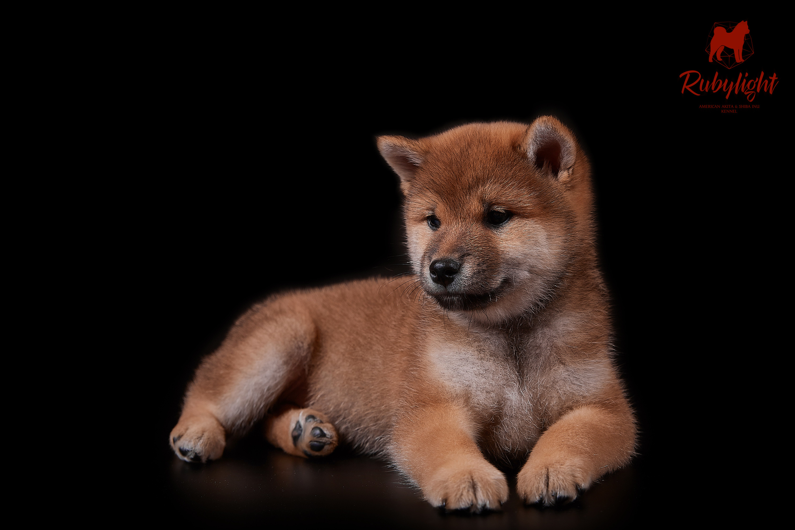 Щенки сиба-ину, помет «Д»: HANDZIMEMESITE HIRO и ZOLOTO PARTII DEVANA GODDESS OF HUNT