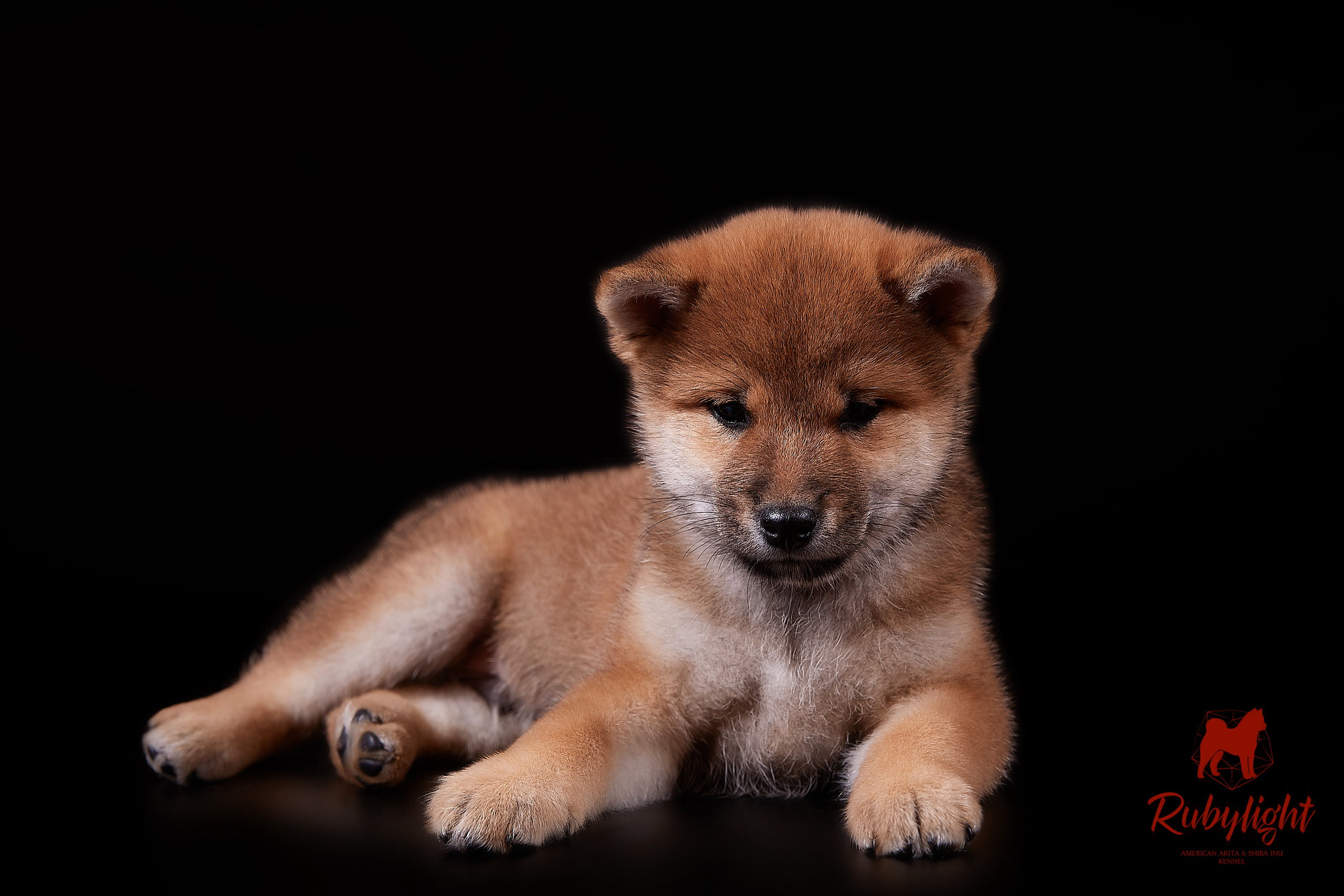 Щенки сиба-ину, помет «Д»: HANDZIMEMESITE HIRO и ZOLOTO PARTII DEVANA GODDESS OF HUNT