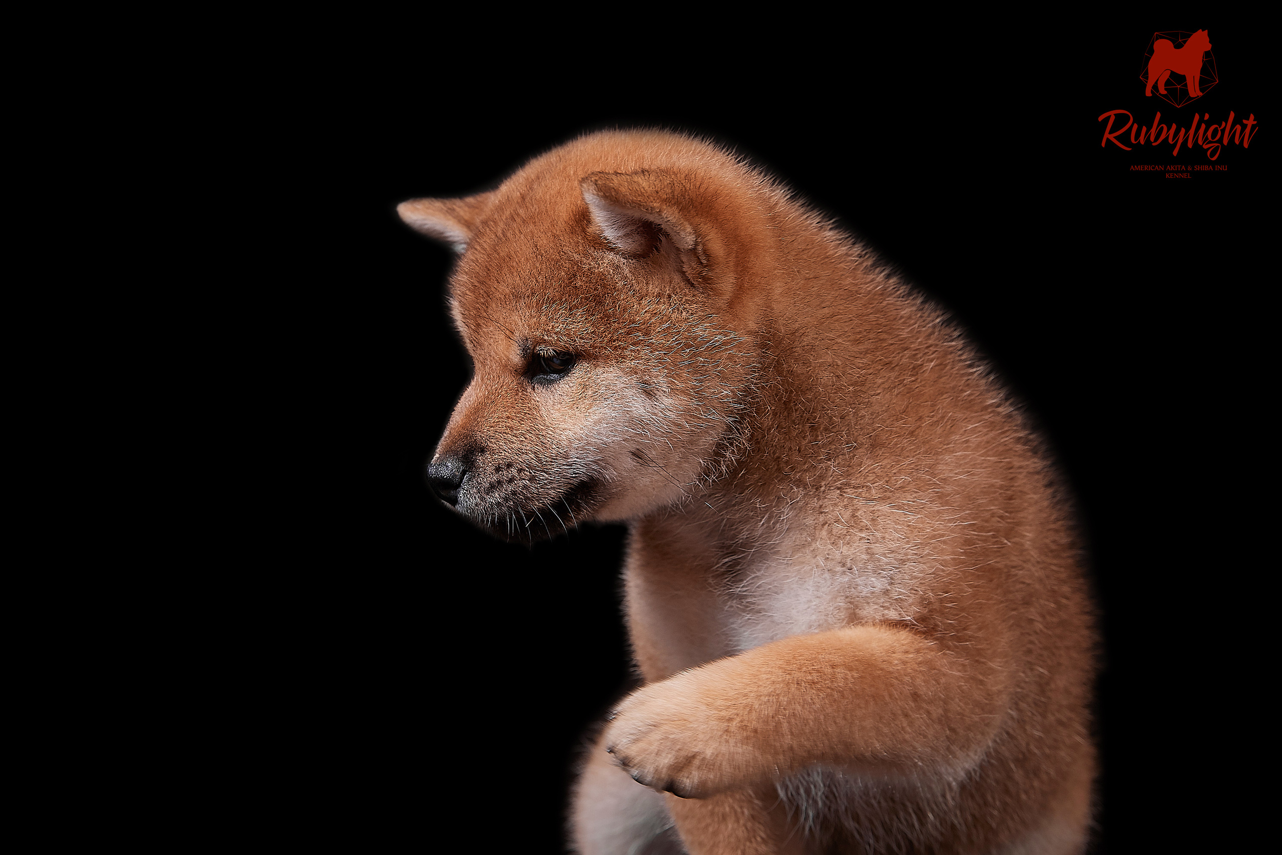 RUBYLIGHT DOLL * Долька (Отец: Хиро * HANDZIMEMESITE HIRO , Мать: Дэва * ZOLOTO PARTII DEVANA GODDESS OF HUNT) сиба