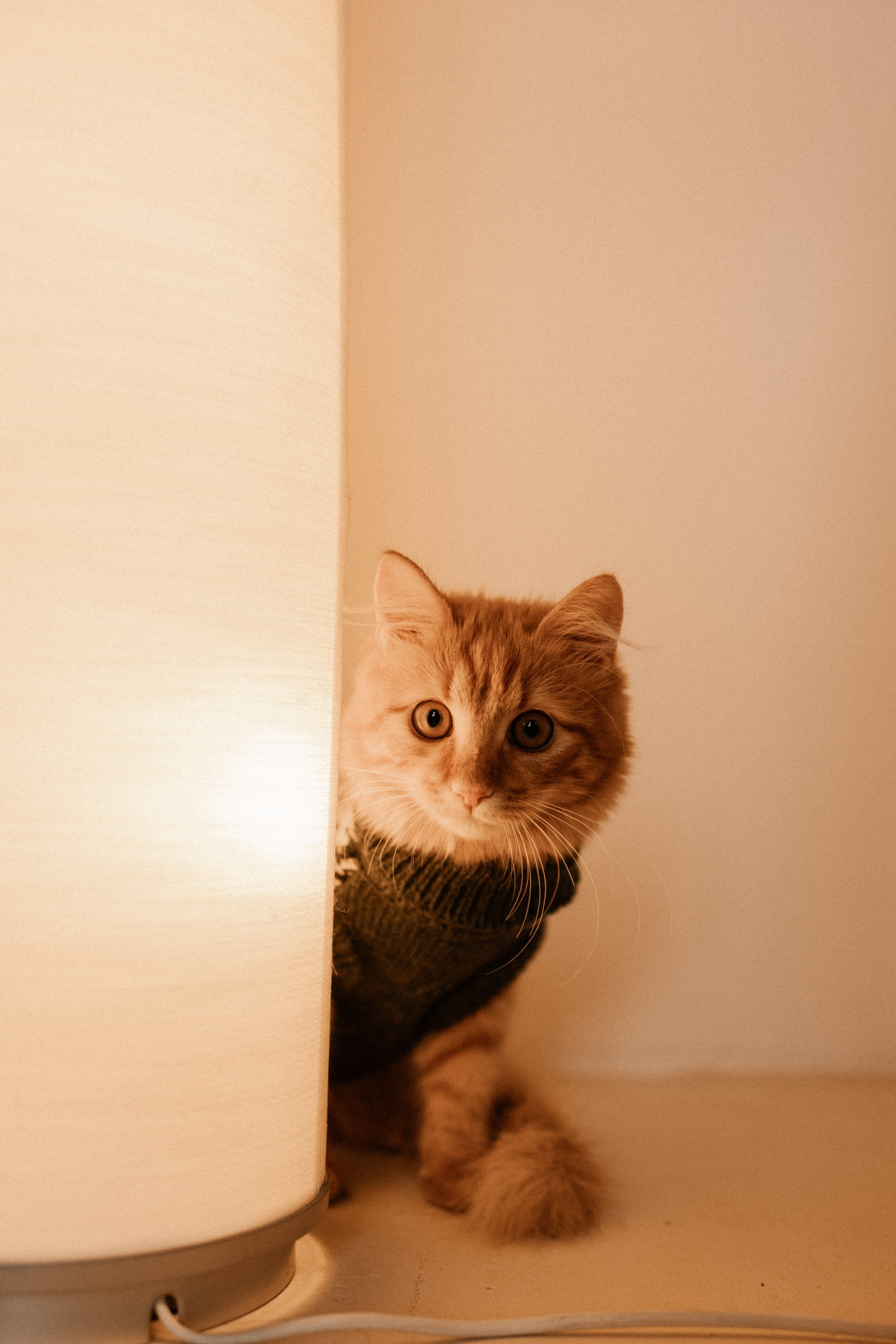 Камилла и ее девочки. Фотограф — Анималист | Санкт-Петербург