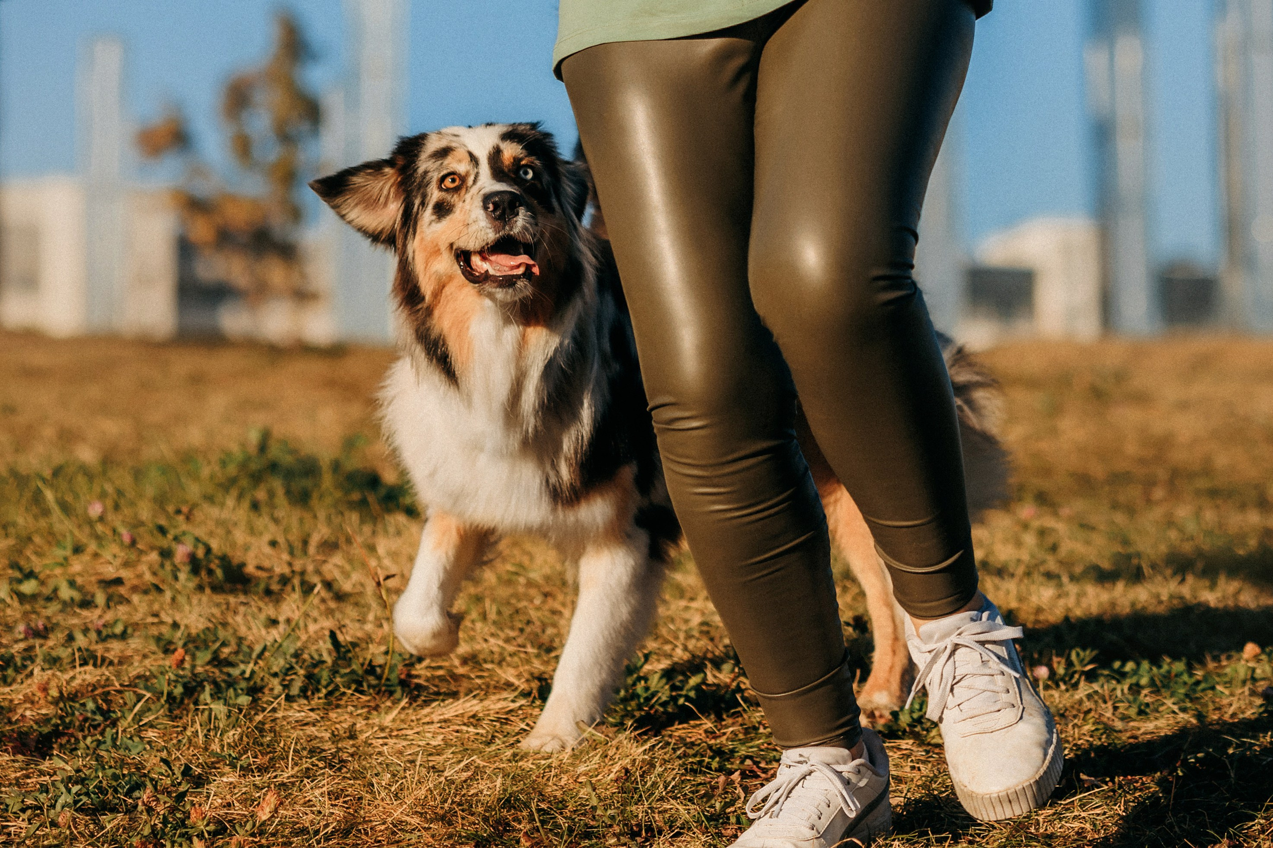 Аня, Чарли и Ева. Фотограф-анималист Елена Радченко, Москва