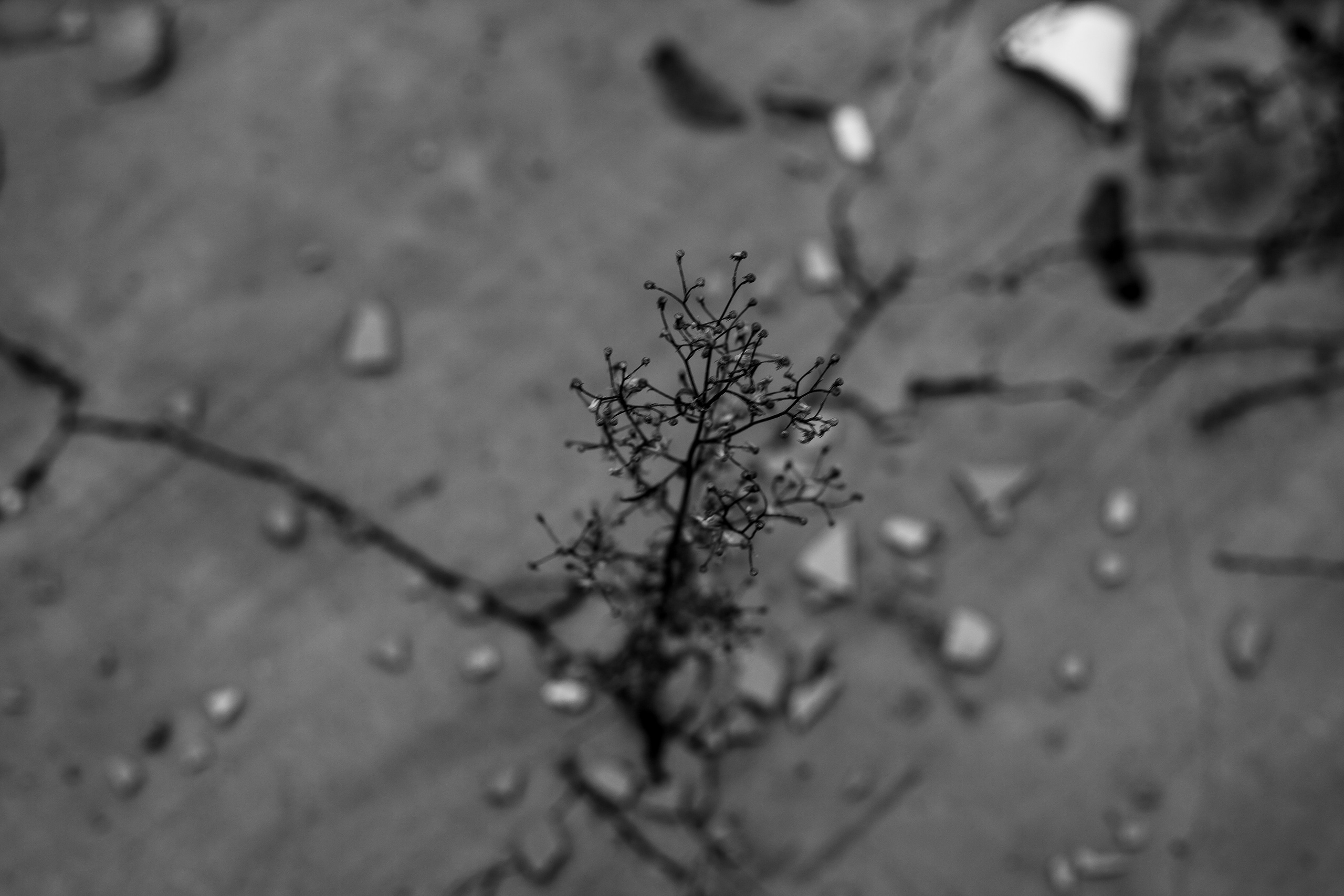 Цветы, колосья и все, что растет. Фотограф Старый Оскол Мавлыга Мария