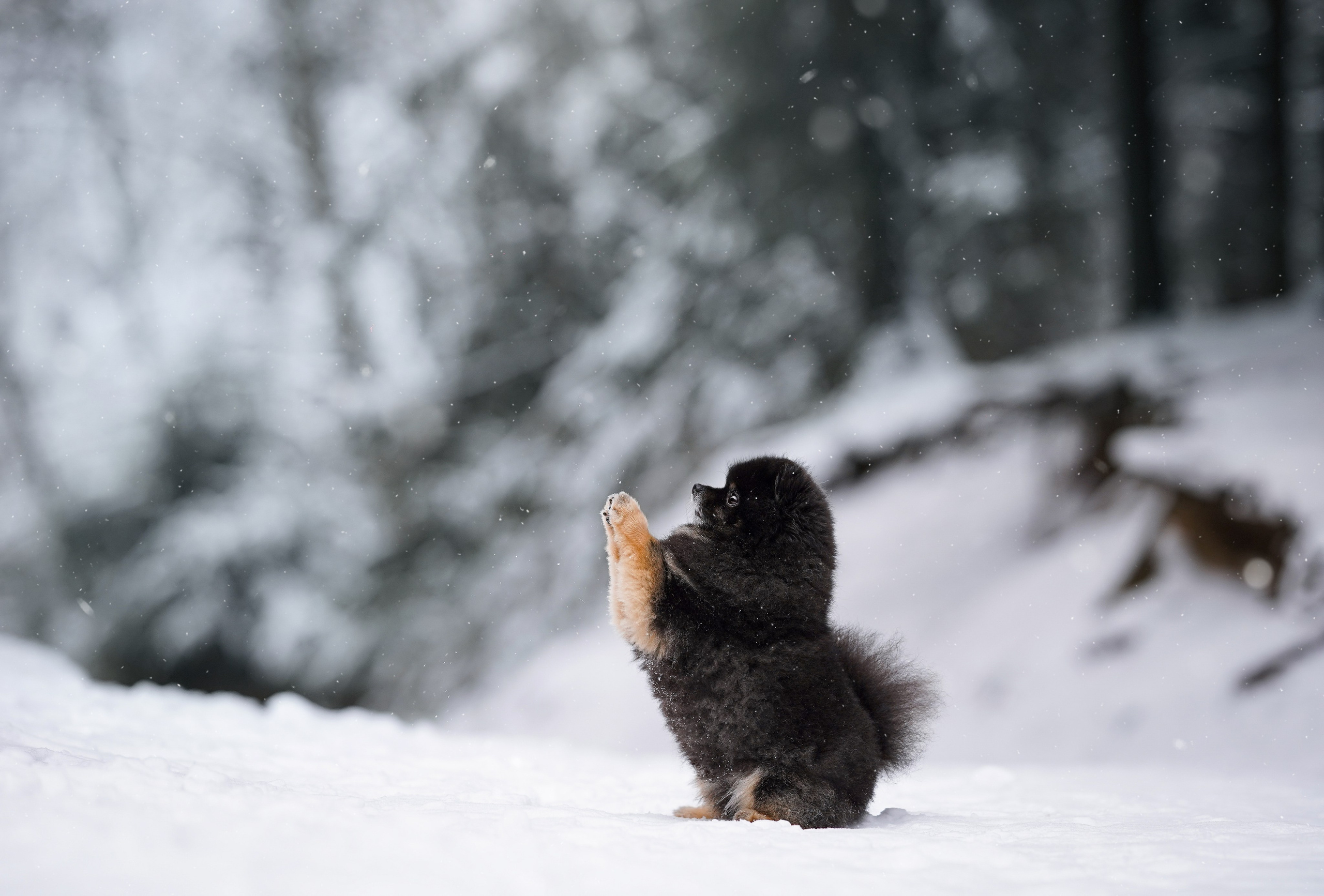 Бенчи и Арчи. Фотограф-анималист в Санкт-Петербурге Яна Мартынова