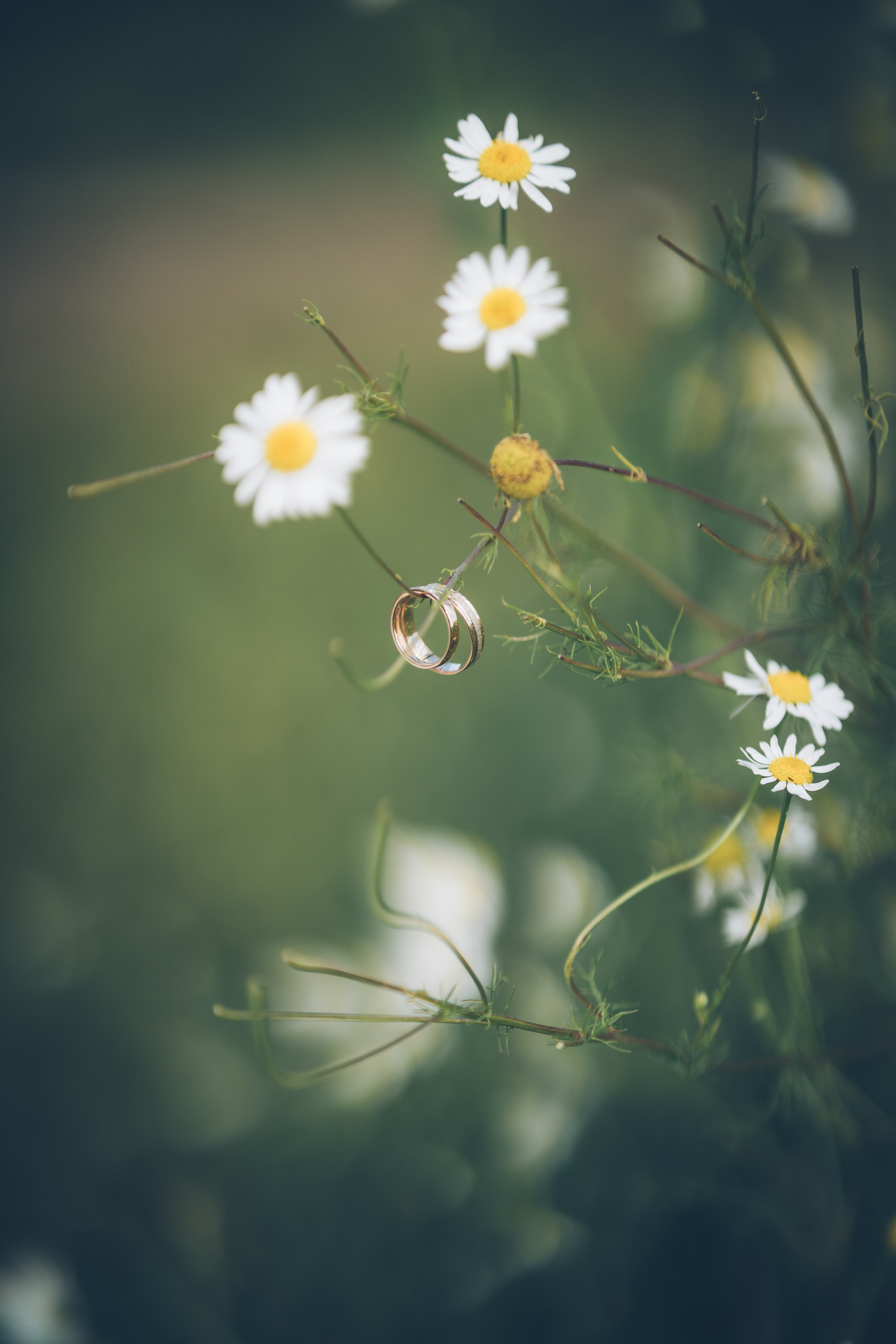 Ромашковое настроение. Фотограф Ангарск Иркутск Ксения Король