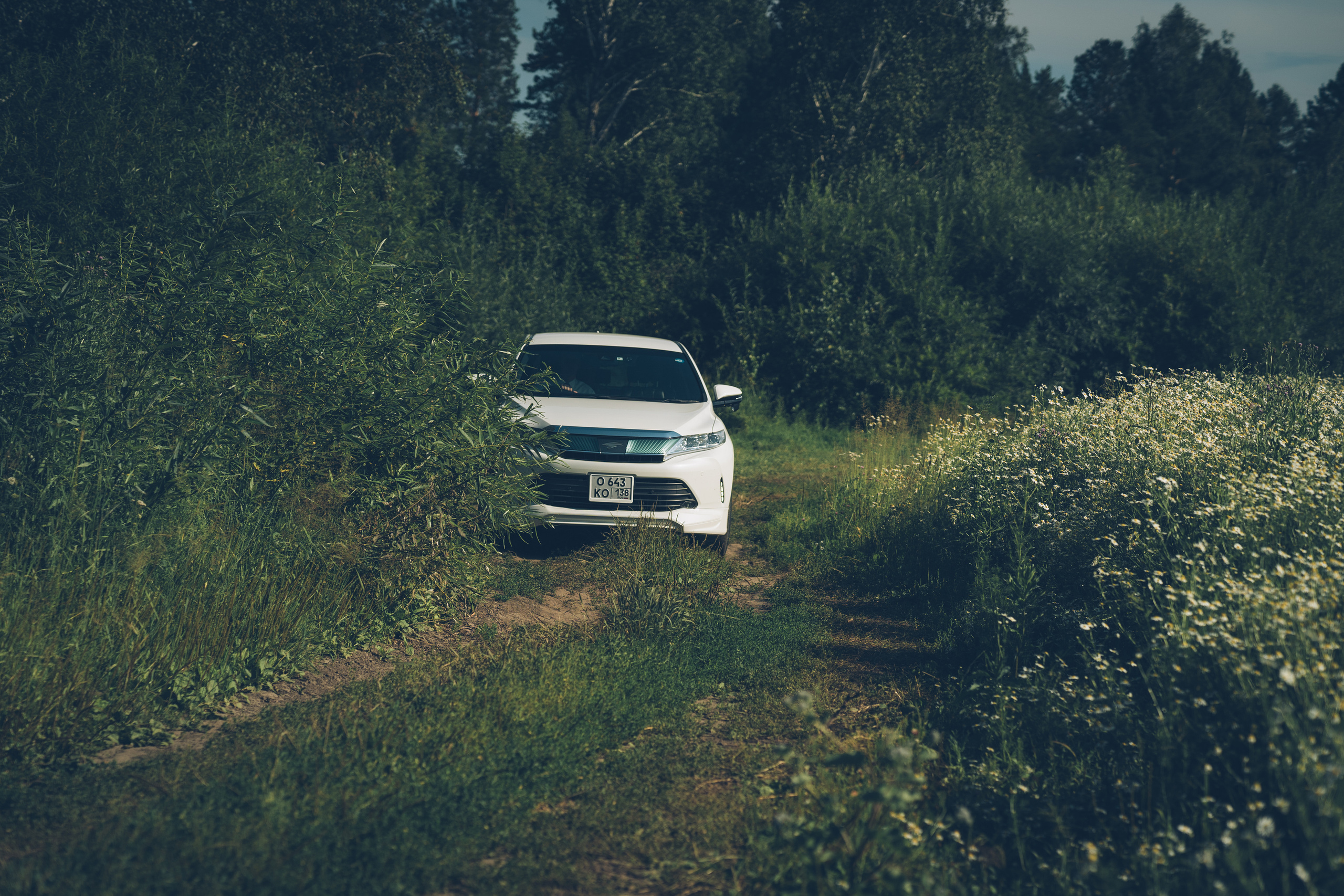 Ромашковое настроение. Фотограф Ангарск Иркутск Ксения Король