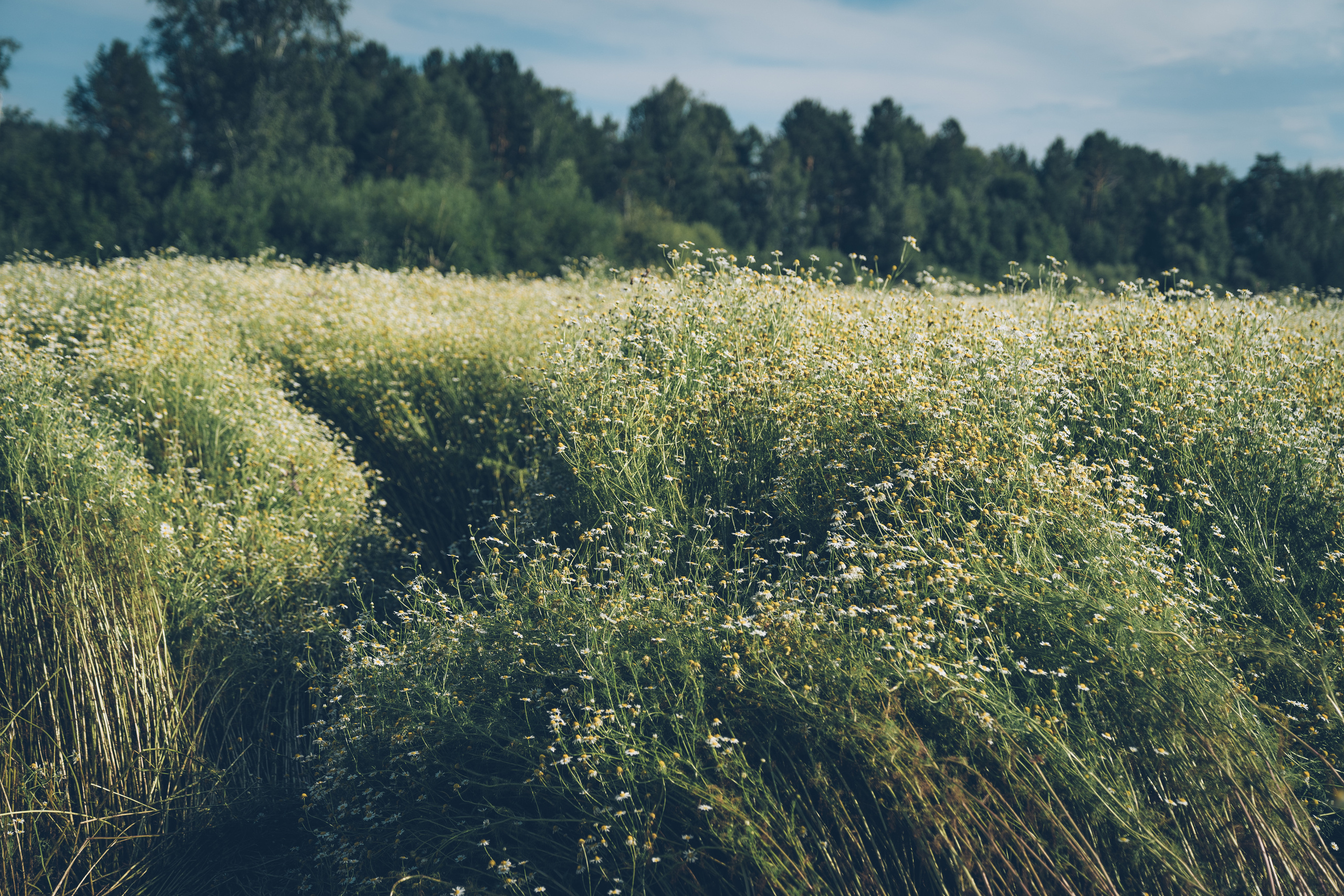 Ромашковое настроение. Фотограф Ангарск Иркутск Ксения Король