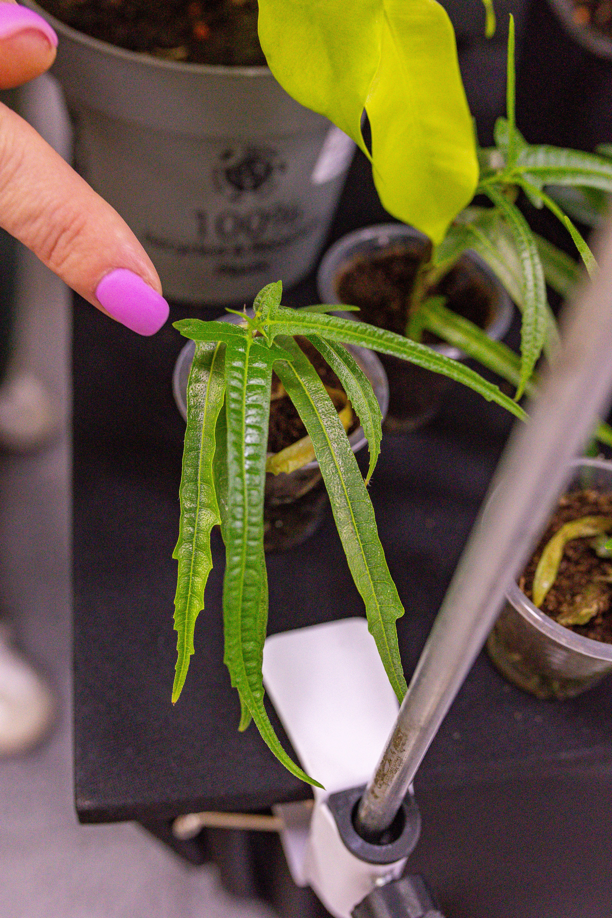 Монстериум 11–12 октября. Александра Куликова фотограф, Москва