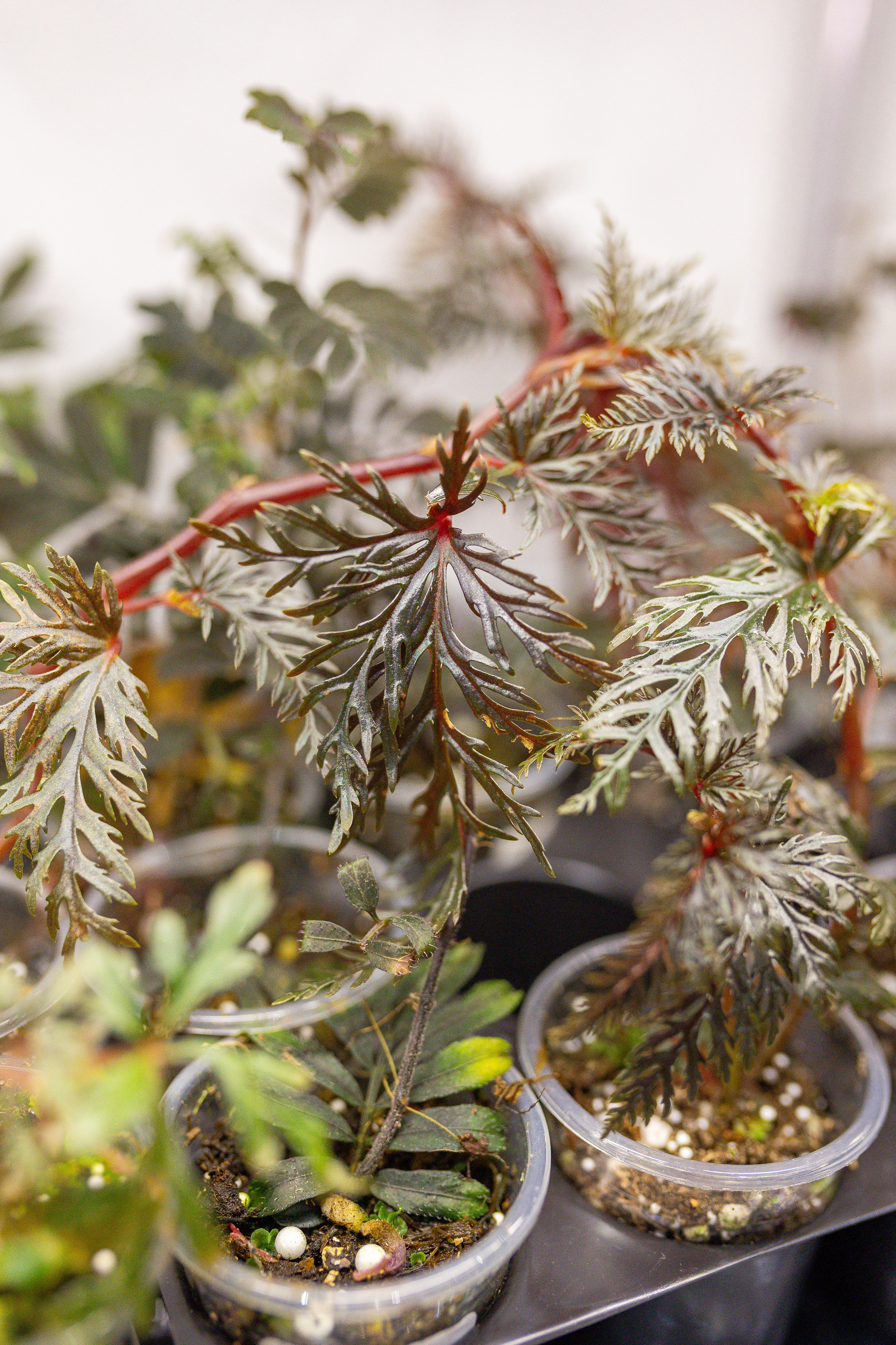 Орхидиум 12.2025. Александра Куликова фотограф, Москва