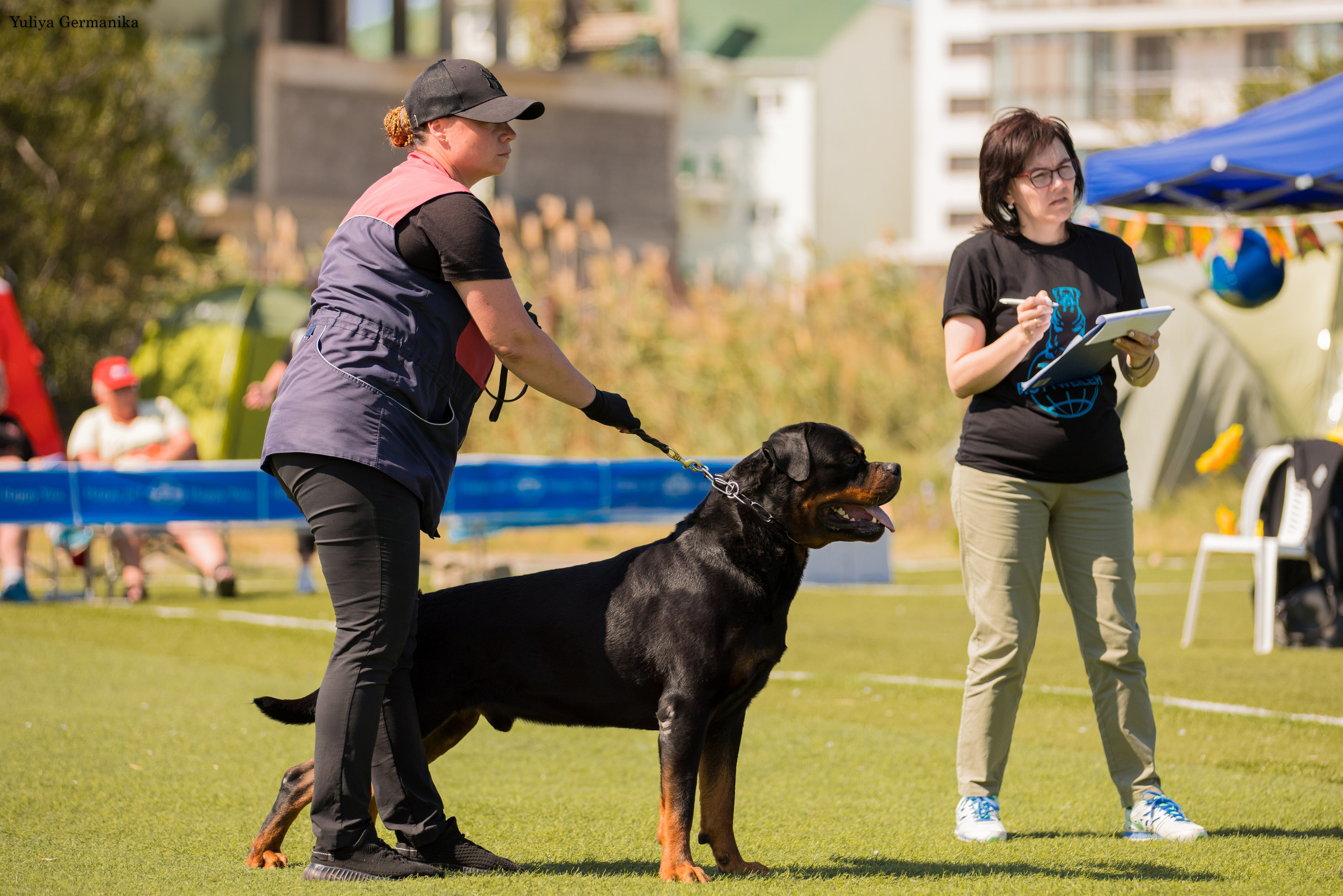 Анапа 16-17.09.2023 моно ротвейлеров. Фотограф-анималист Юлия Германика