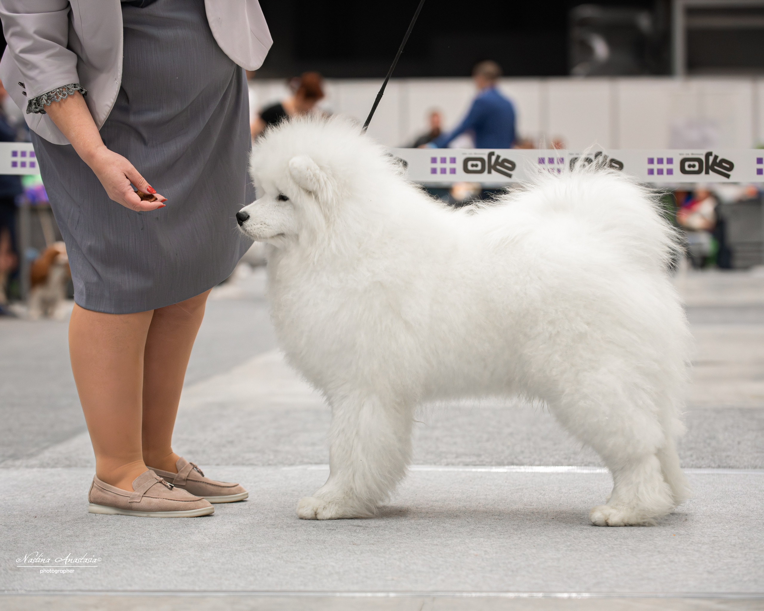 Выставки. Фотограф — Анималист
