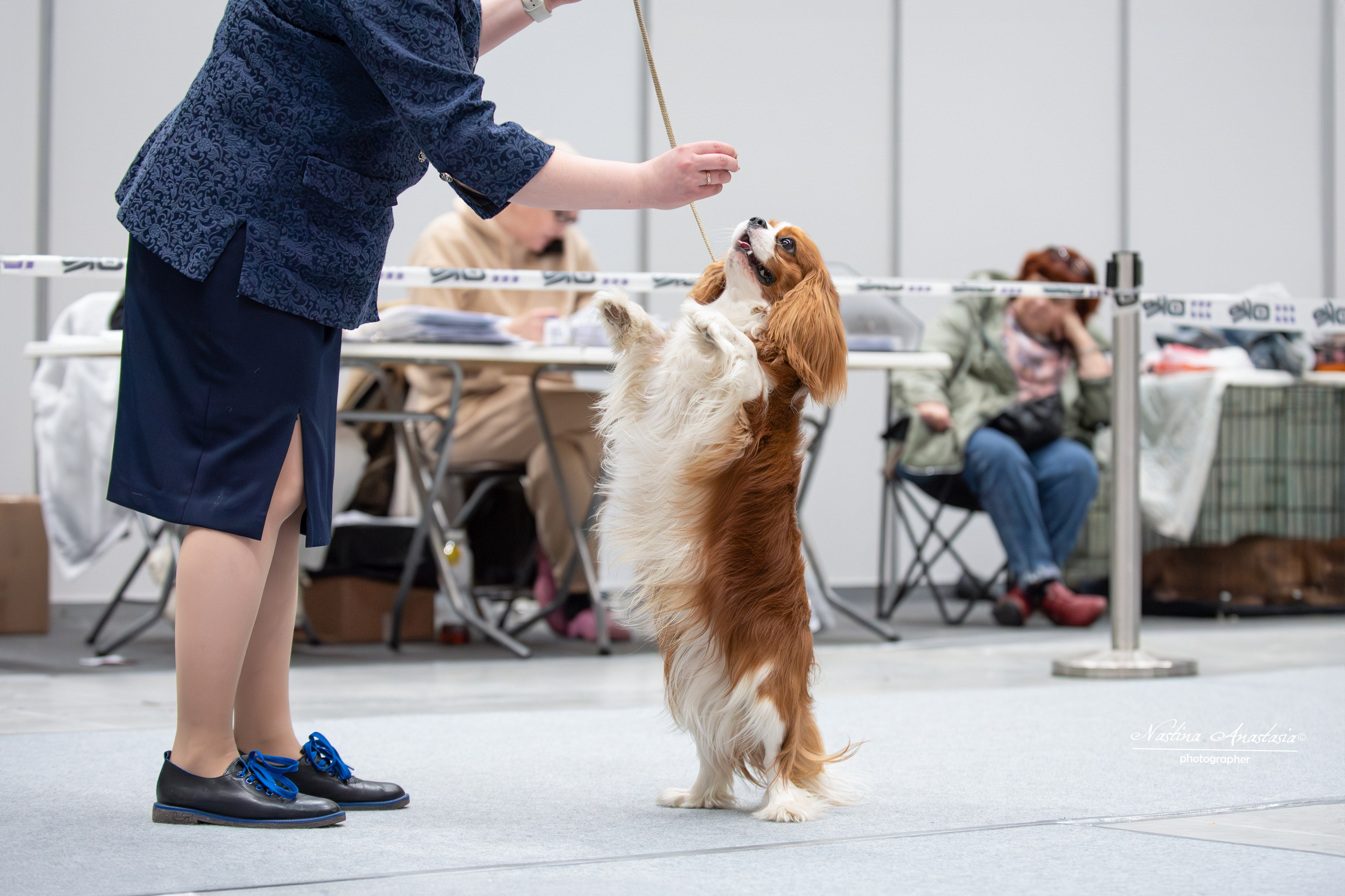 Выставки. Фотограф — Анималист