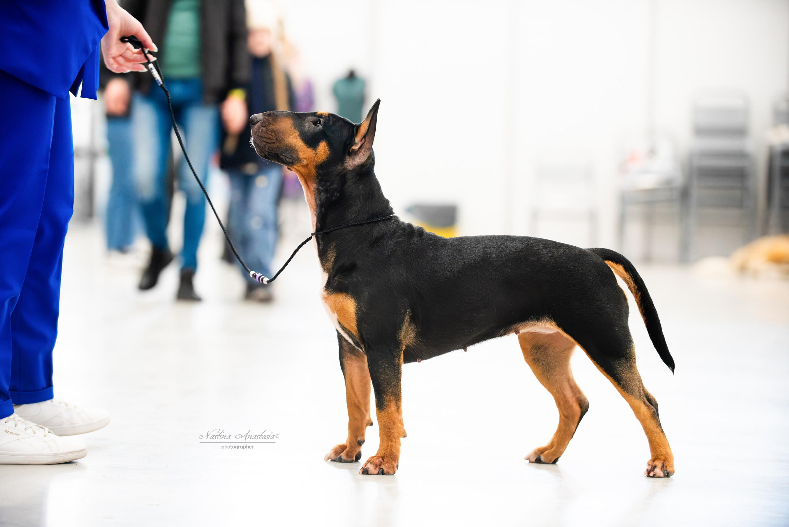 Выставки. Фотограф — Анималист