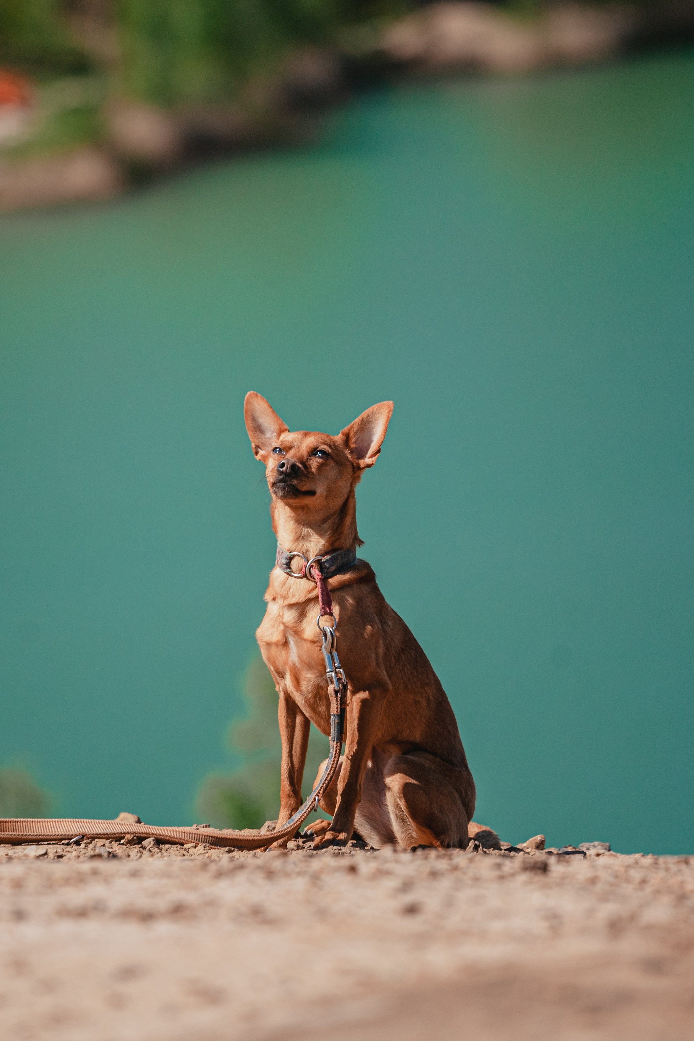 Кондуки. Фотограф-анималист Татьяна Степанова