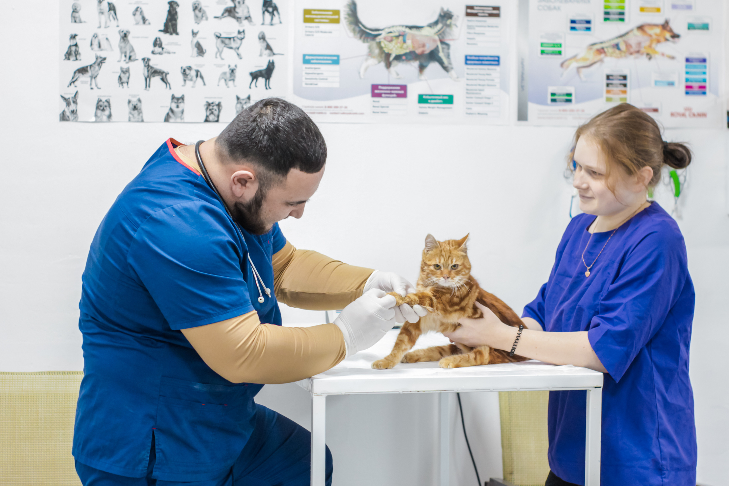 Ветеринарная клиника. Фотограф в Крыму Григорий