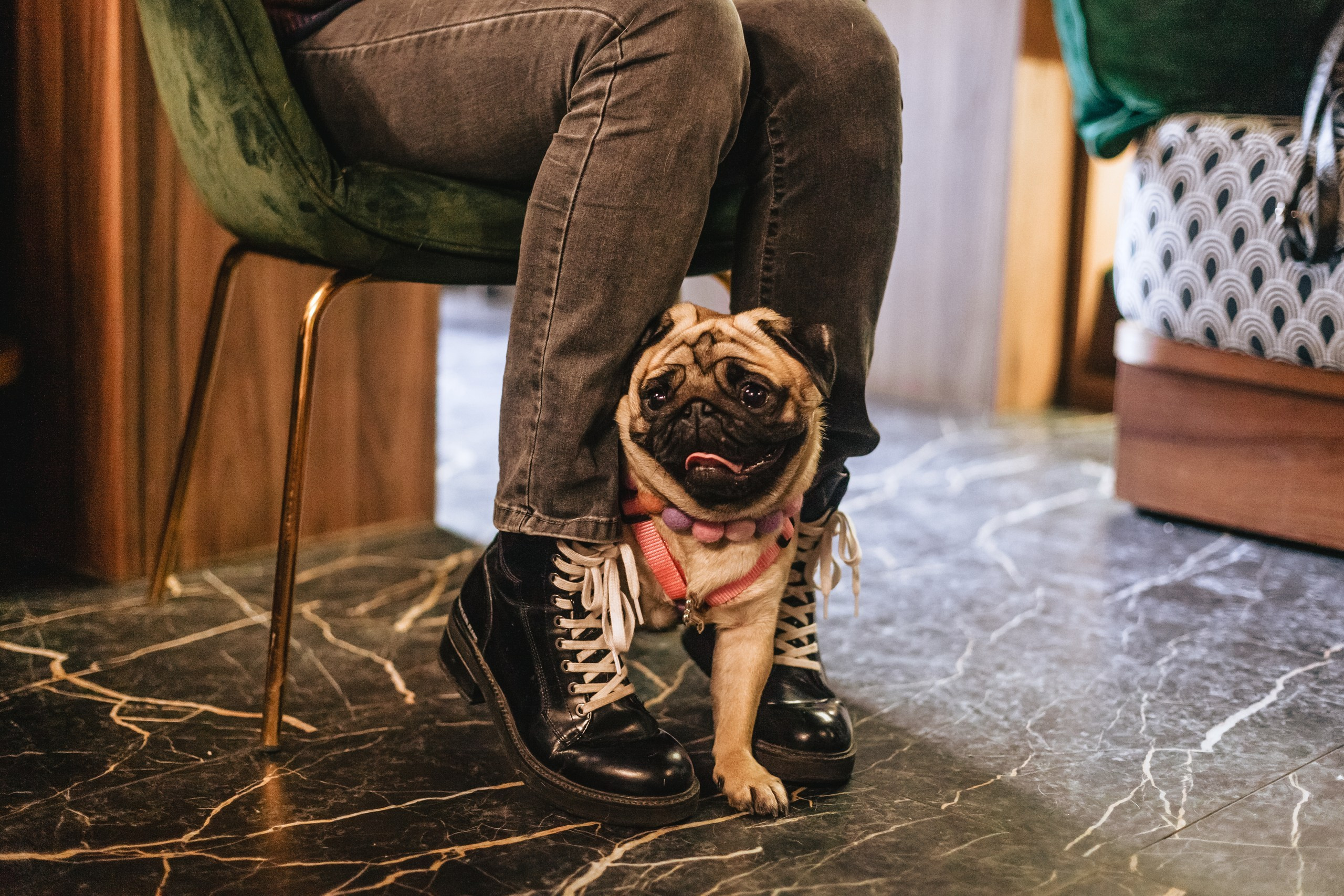 Мопсовстреча 02.12.2023. Фотограф-анималист Татьяна Степанова