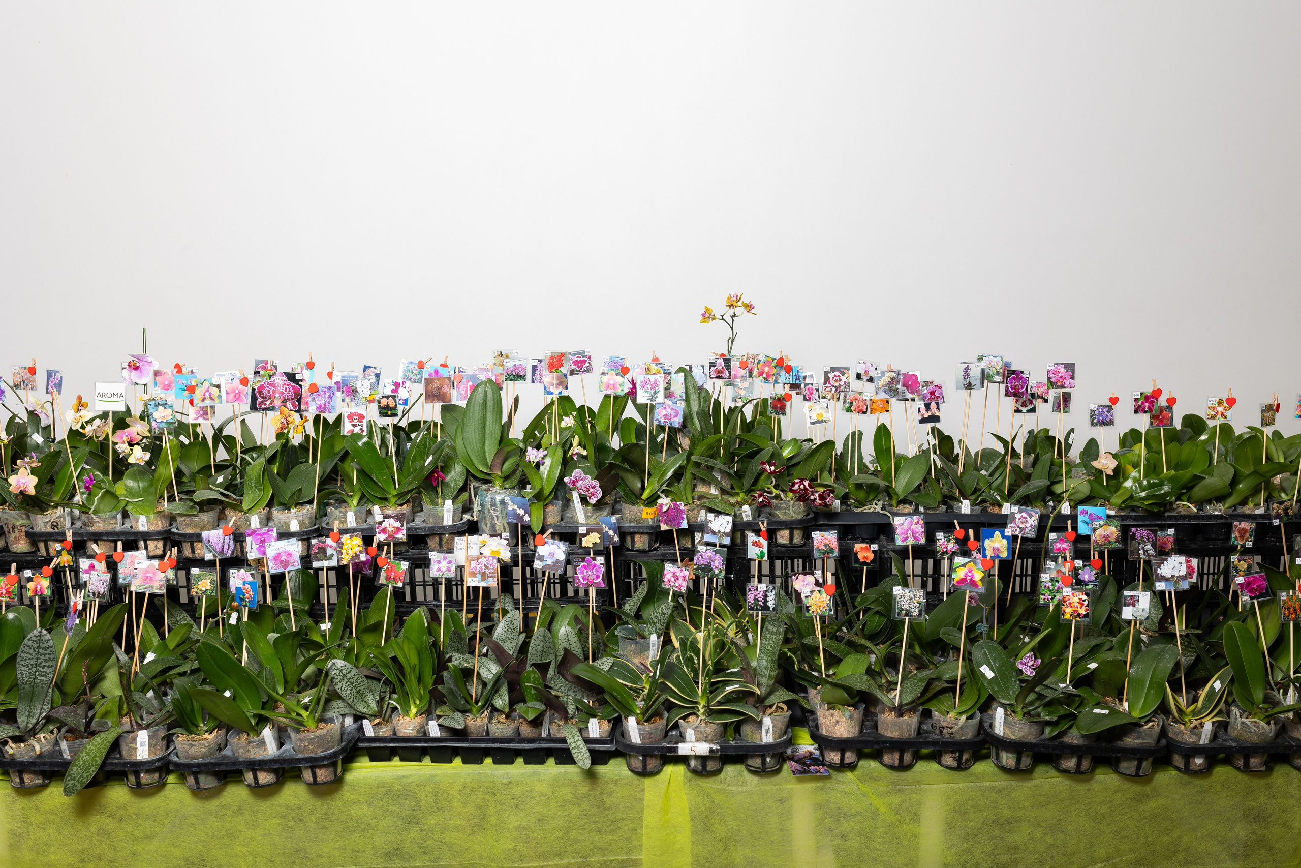 Орхидиум сентябрь 2025. Александра Куликова фотограф, Москва