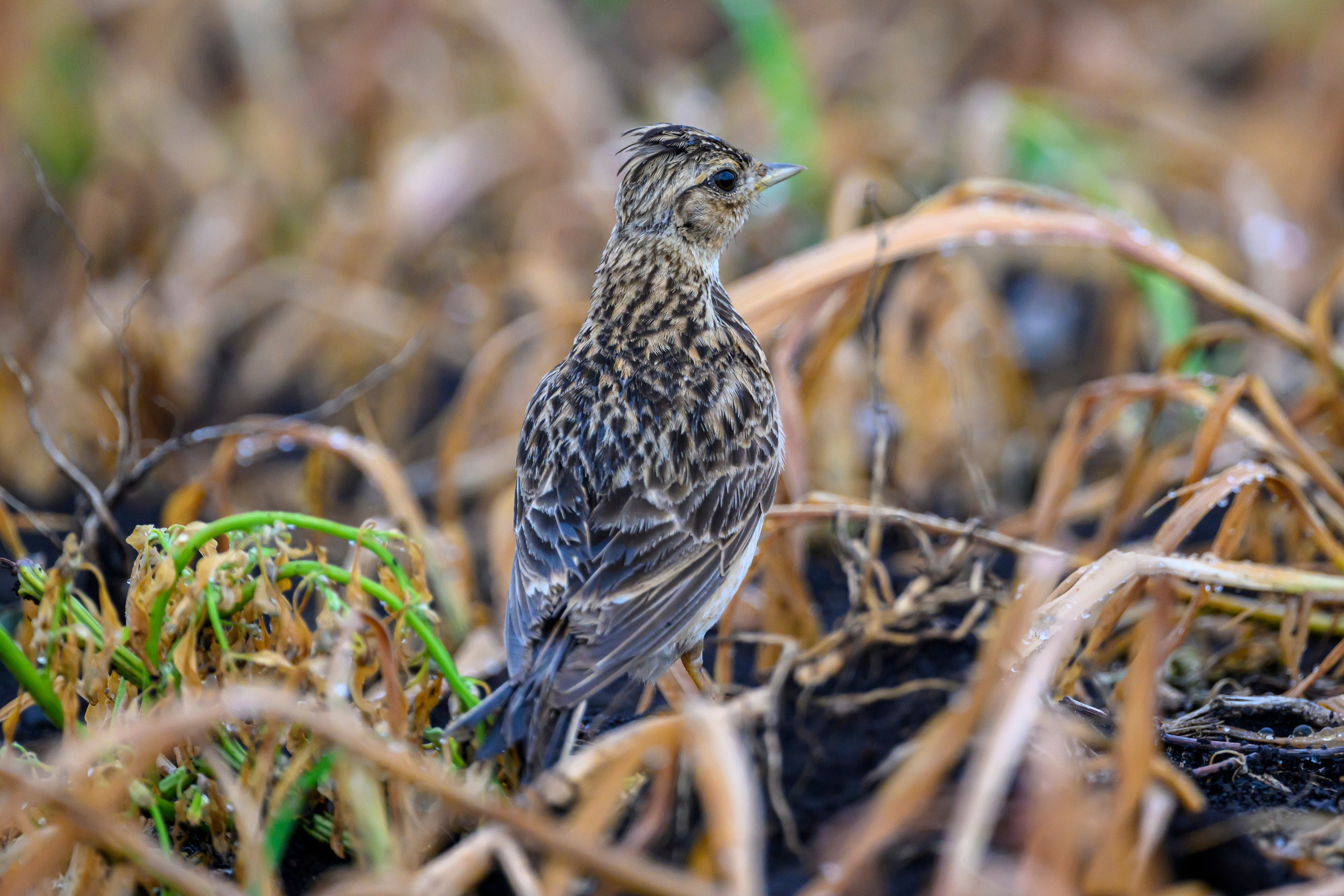 Подросшие птенцы куропатки. Wildlife photography by Sergey Puponin