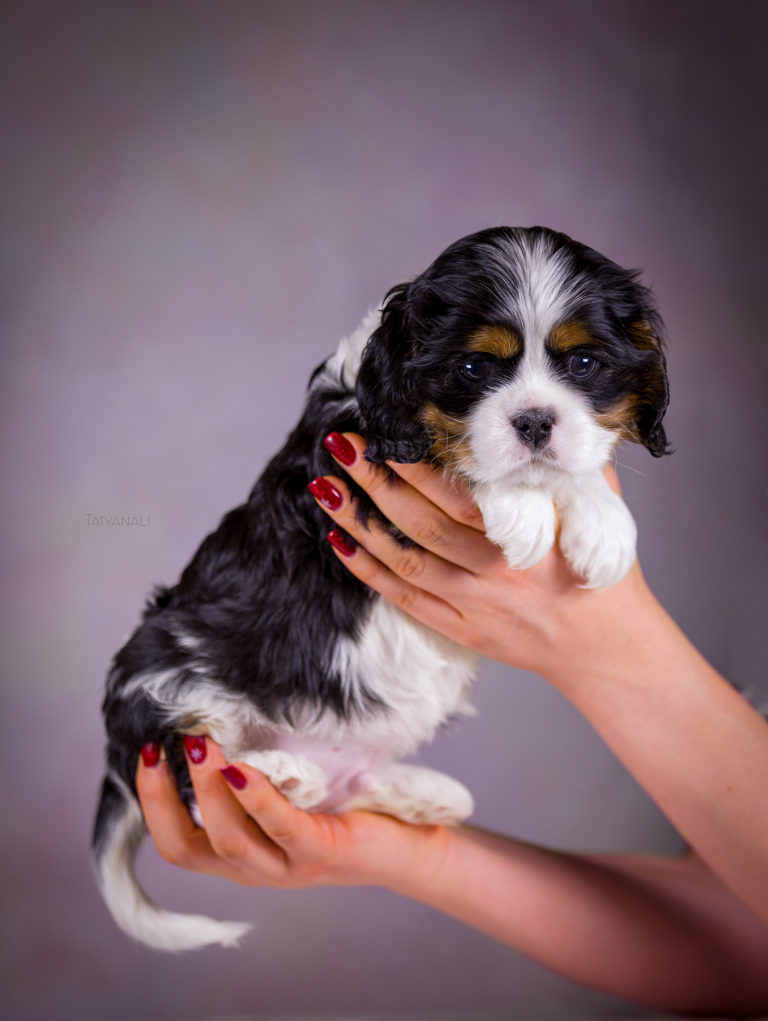 Кавалер-Кинг-Чарльз-Спаниель. Фотограф — анималист Татьяна Ли