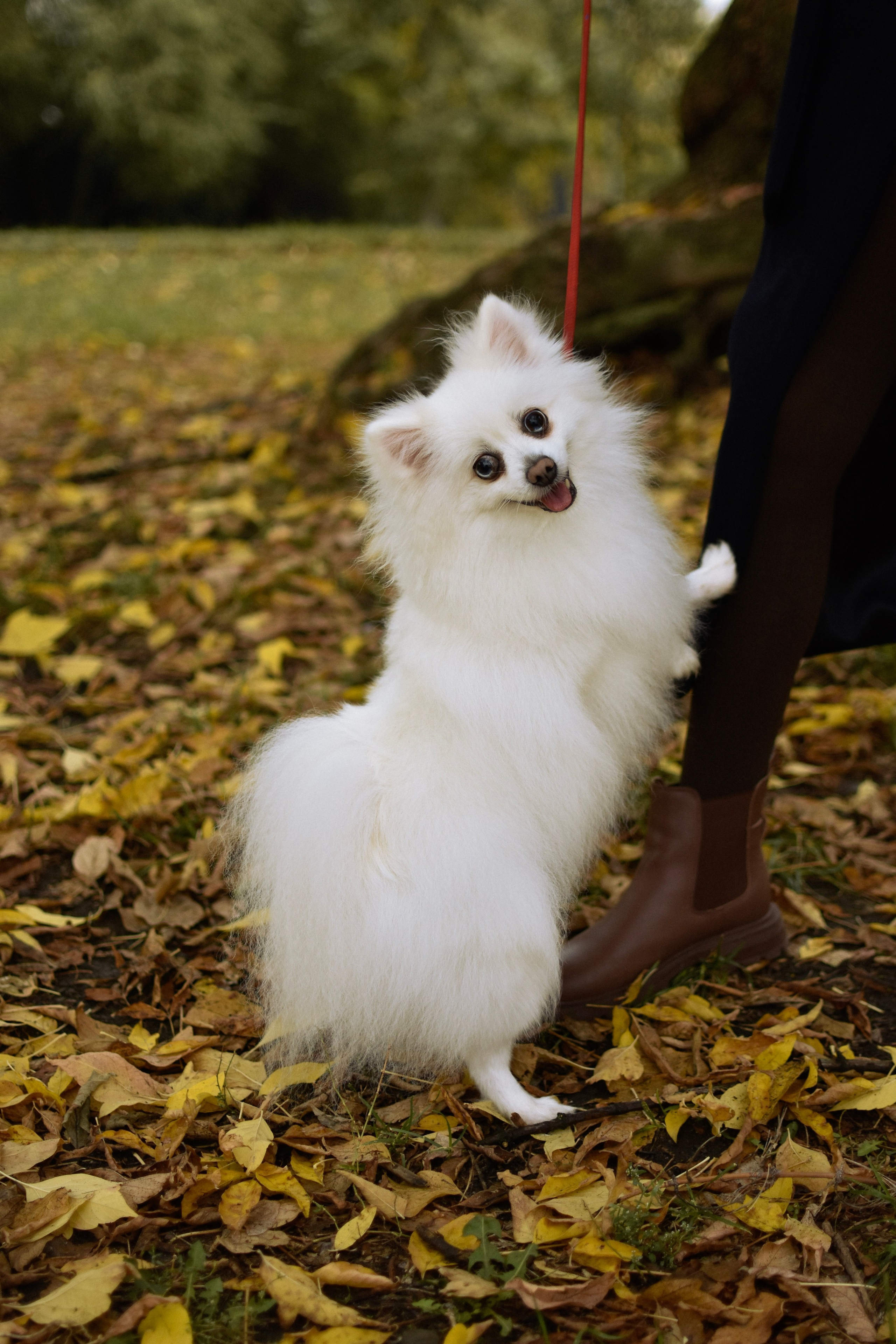 Анабель и Саша. Фотограф-анималист Ксения Шевцова|Москва
