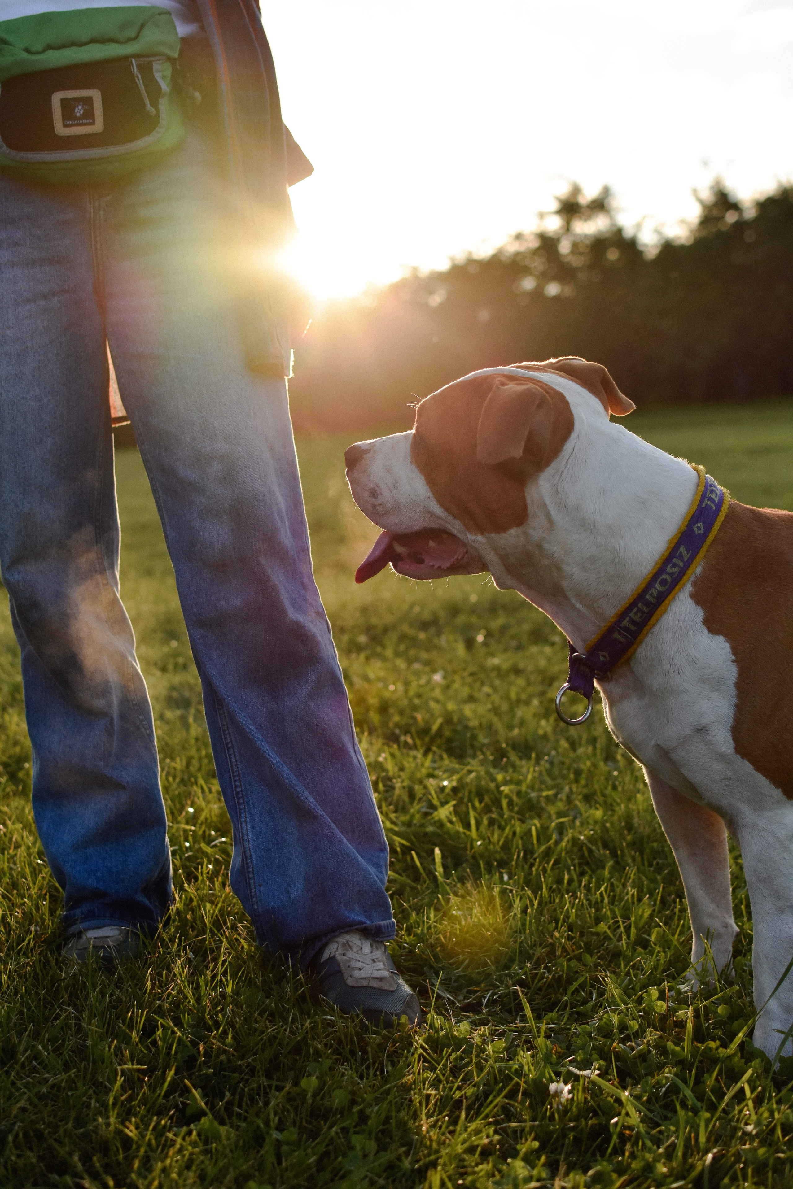 Стив, Стеша и Маша. Фотограф-анималист Ксения Шевцова|Москва