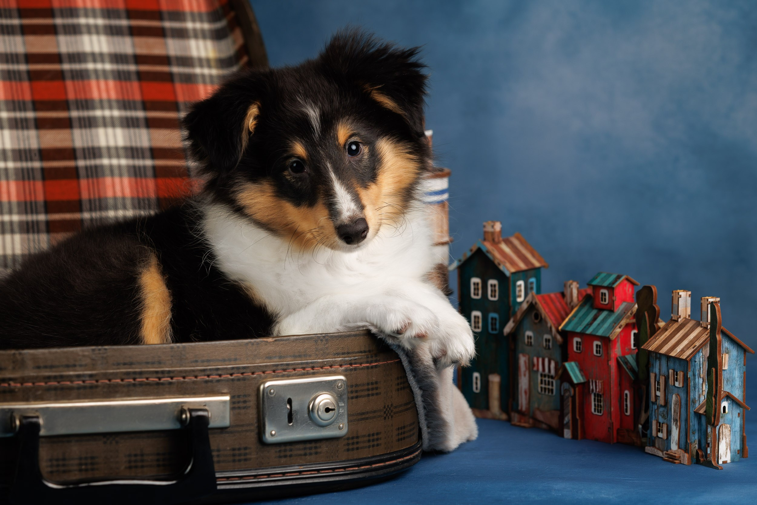 Шелтята Пушкино. Фотограф-анималист в Москве и Московской области Татьяна Фролова