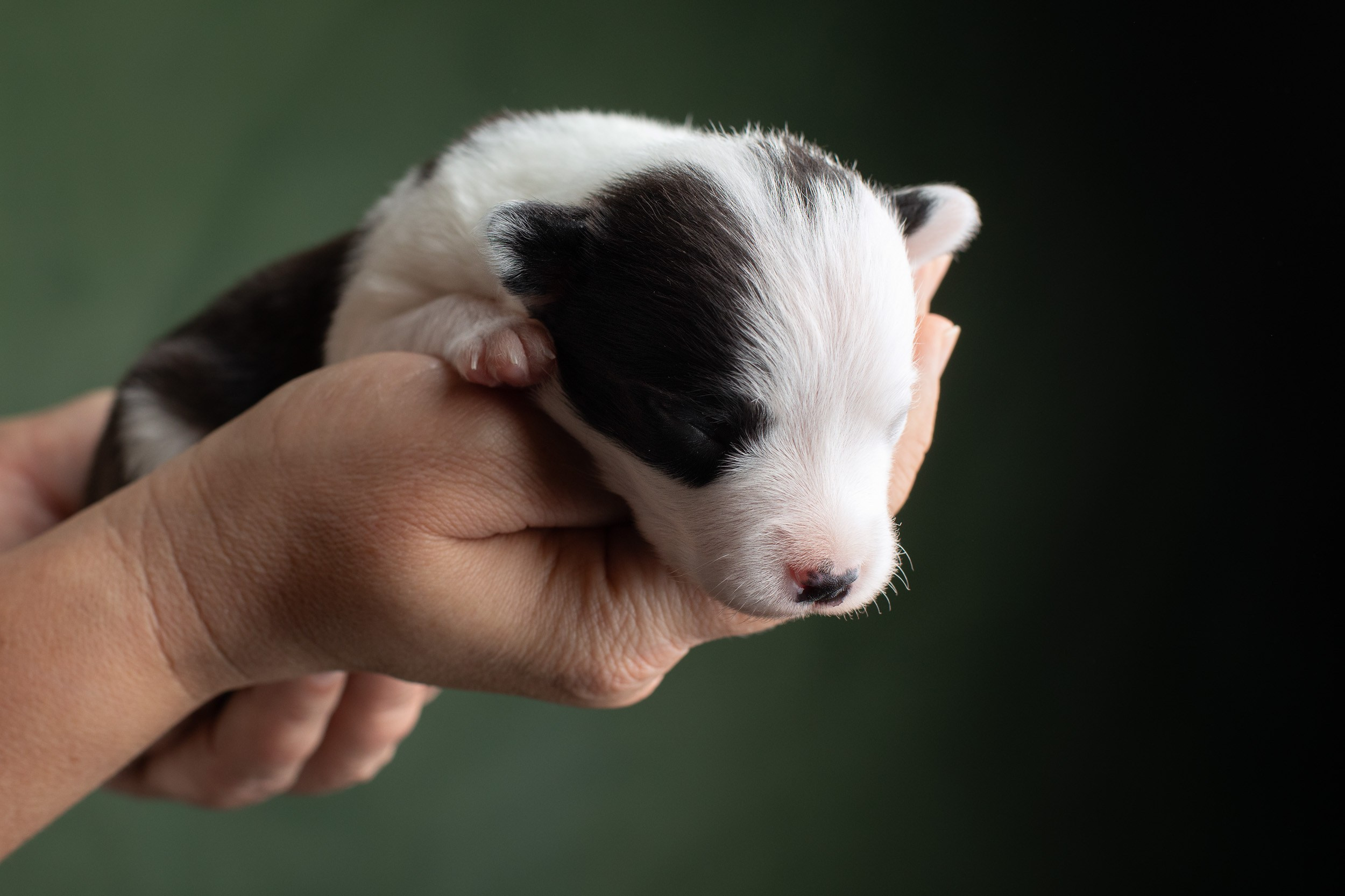 Студийная ньюборн съемка помета бордер-колли. Фотограф-анималист в Москве и Московской области Татьяна Фролова